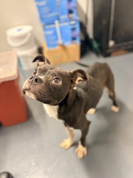 Enlarge Evan Strothman-4755 OH, a Adoptable mixed breed in Maryville, TN image 5/6