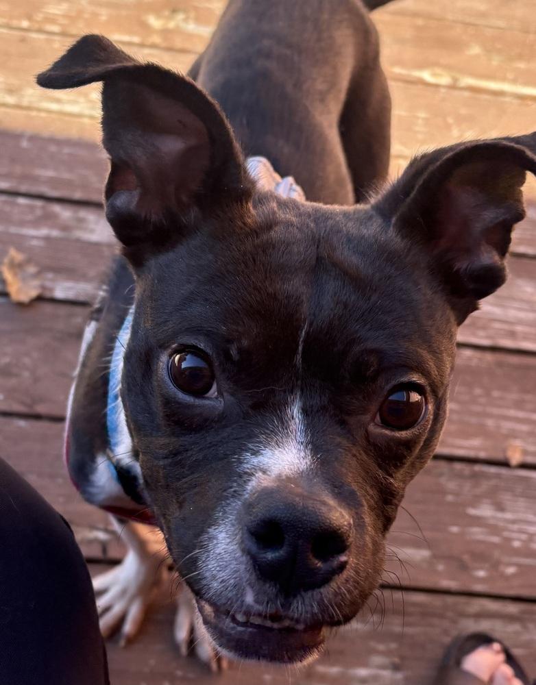 Enlarge Evan Strothman-4755 OH, a Adoptable mixed breed in Maryville, TN image 6/6