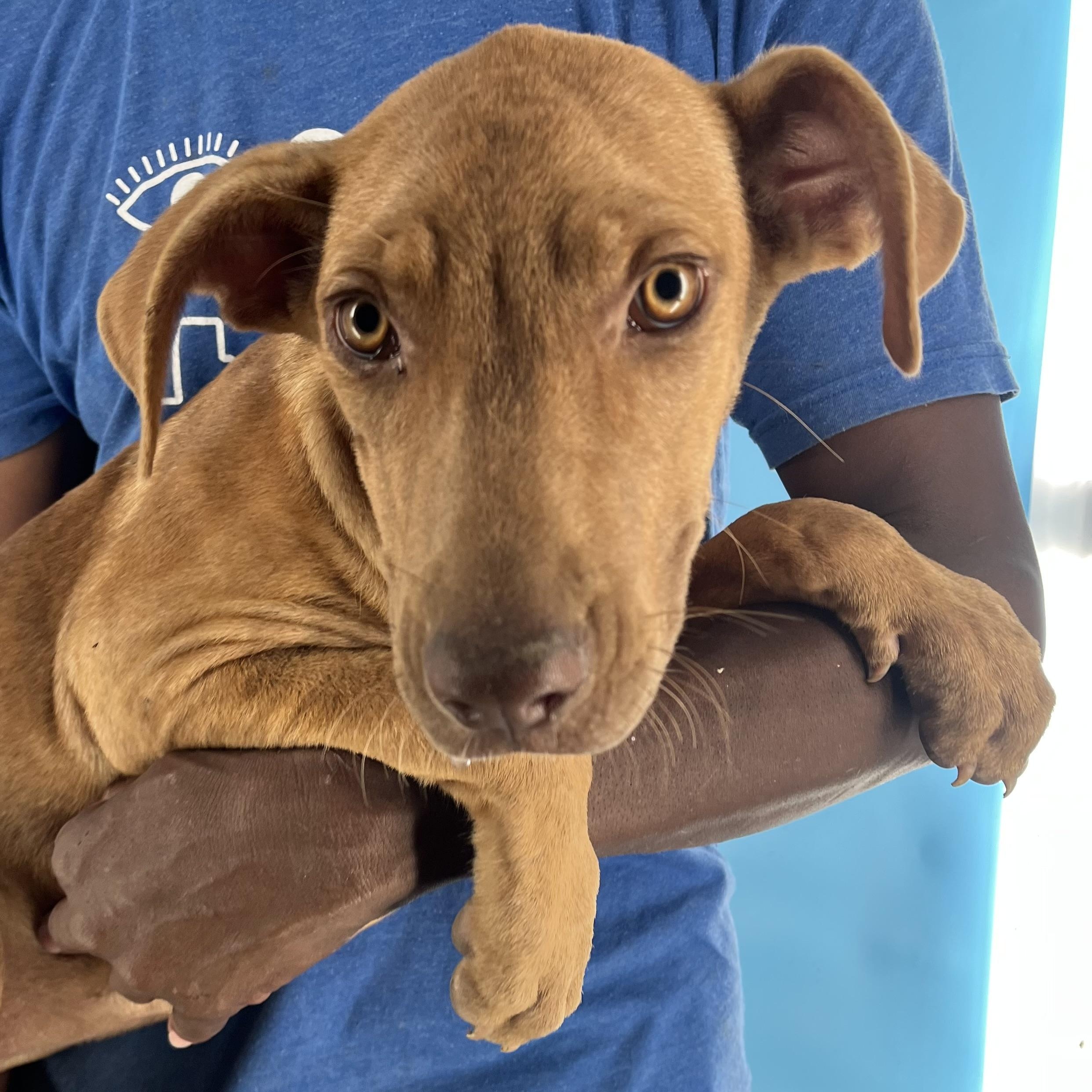 Carmela - Local Jan 9-11, an adoptable mixed breed in Johnston, RI image 3/6