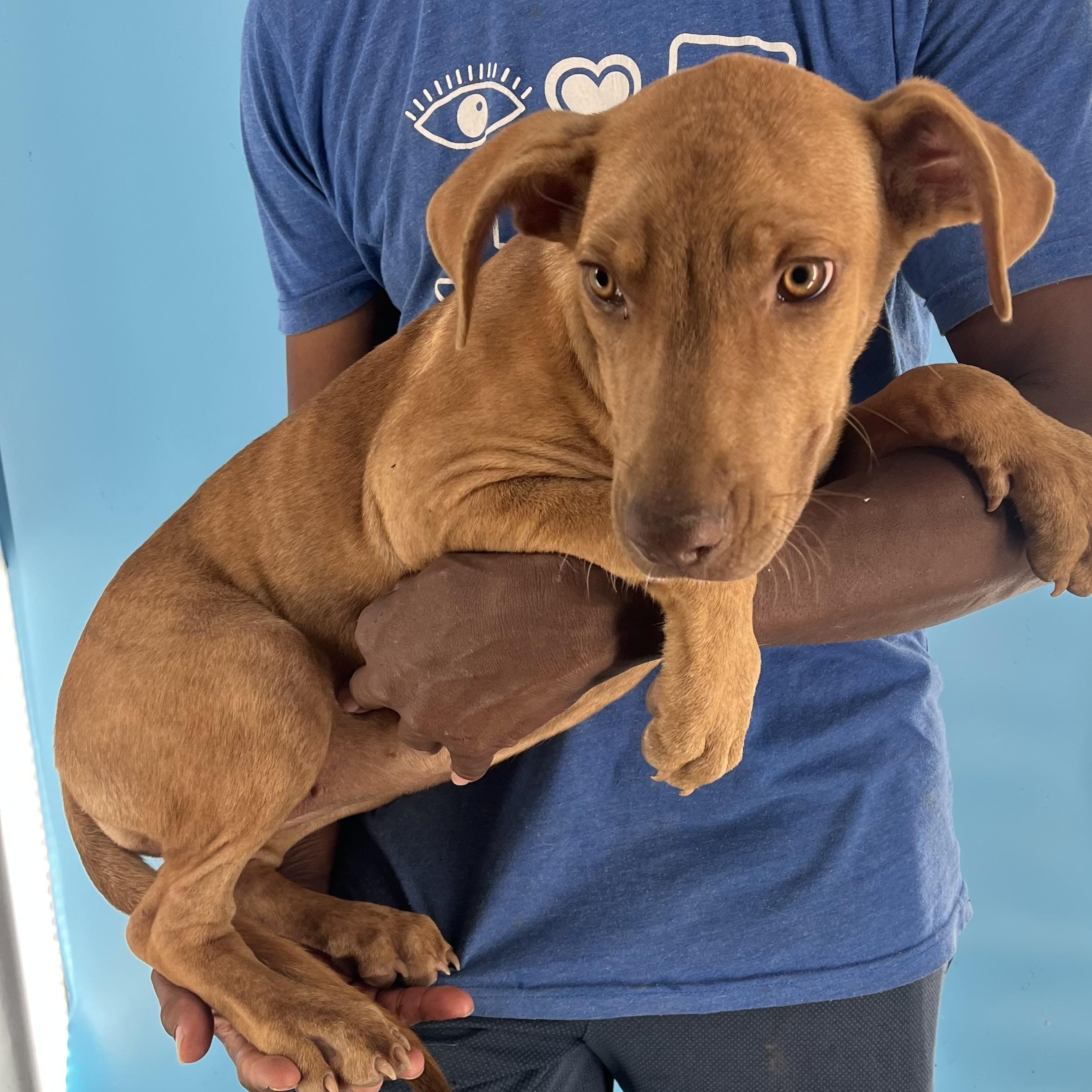 Carmela - Local Jan 9-11, an adoptable mixed breed in Johnston, RI image 4/6