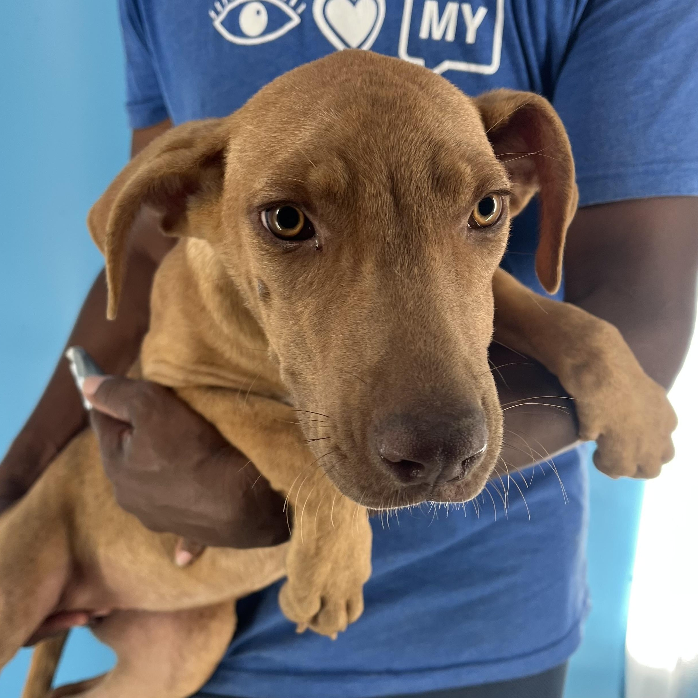 Carmela - Local Jan 9-11, an adoptable mixed breed in Johnston, RI image 5/6