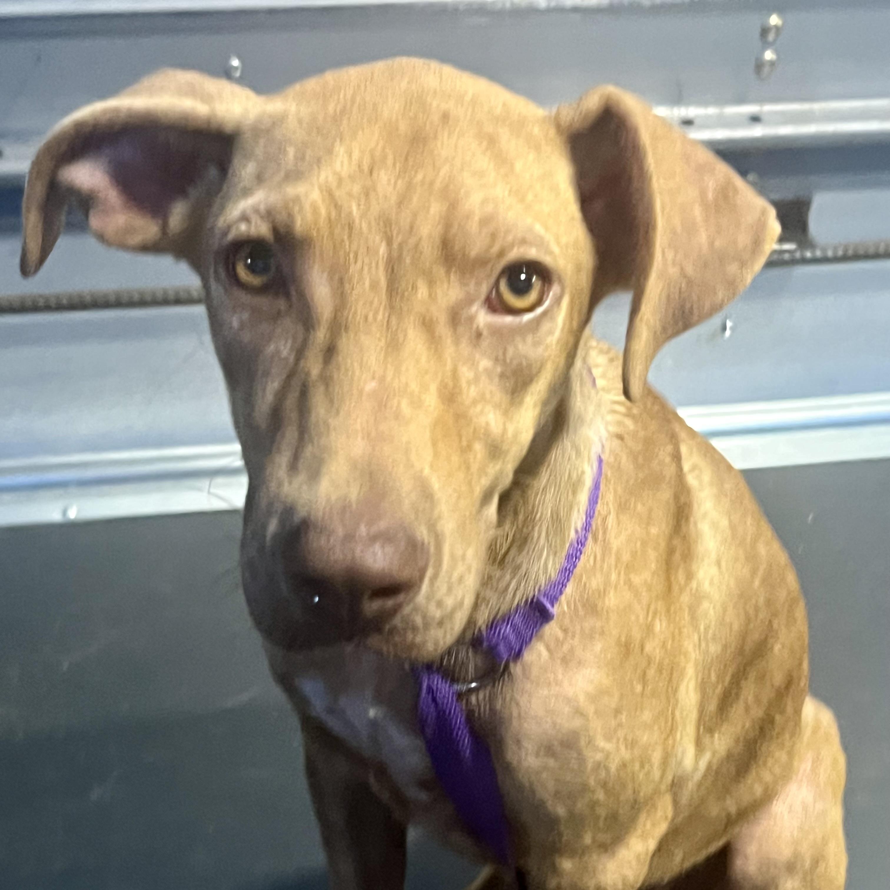 Carmela - Local Jan 9-11, an adoptable mixed breed in Johnston, RI image 6/6