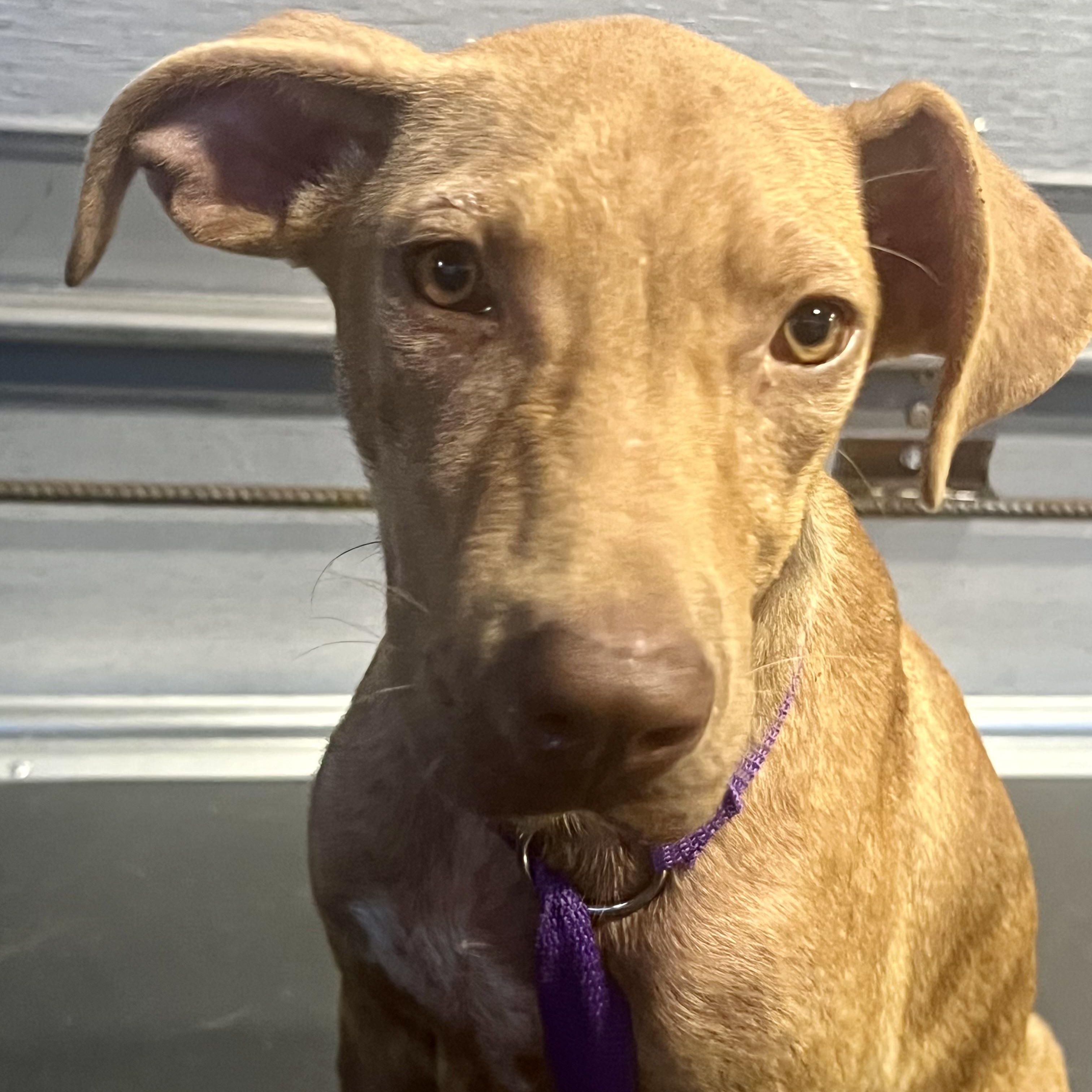 Carmela - Local Jan 9-11, an adoptable mixed breed in Johnston, RI image 1/6