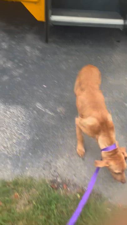 Enlarge Carmela - Local Jan 9-11, an adoptable mixed breed in Johnston, RI video 2/6