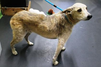 Thomas, a Adoptable mixed breed in Picayune, MS image 1/3