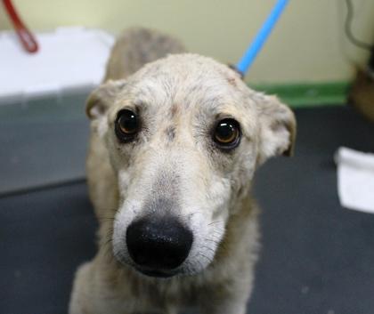 Thomas, a Adoptable mixed breed in Picayune, MS image 2/3