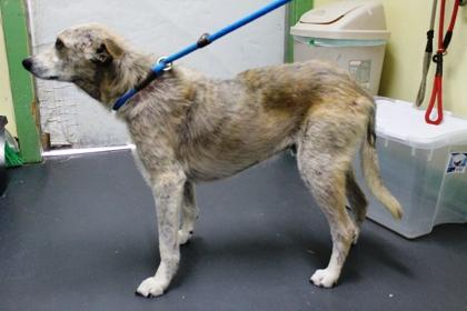 Thomas, a Adoptable mixed breed in Picayune, MS image 3/3
