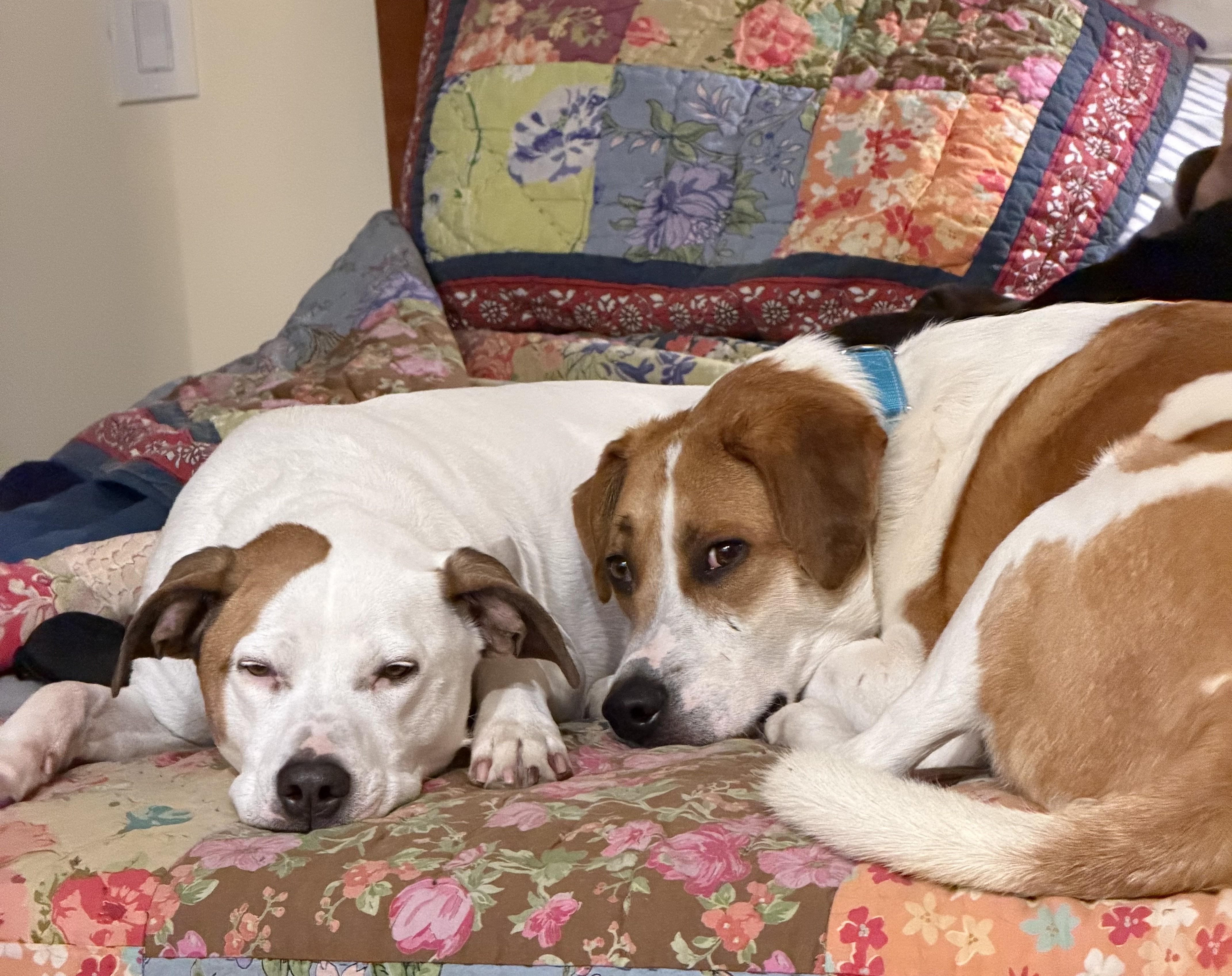 Cheerio Jasmine — thumbnail 2