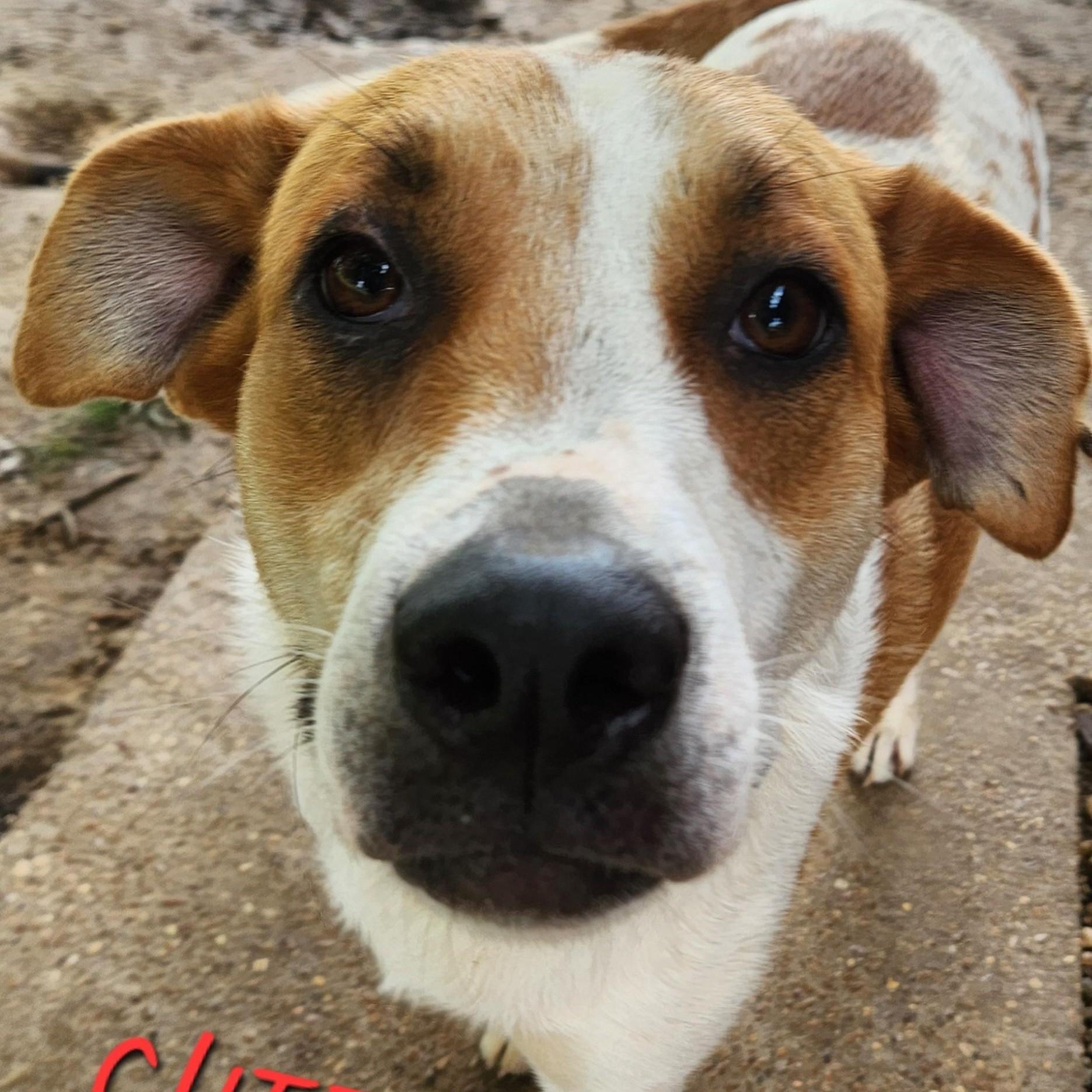 Cheerio Jasmine — thumbnail 4