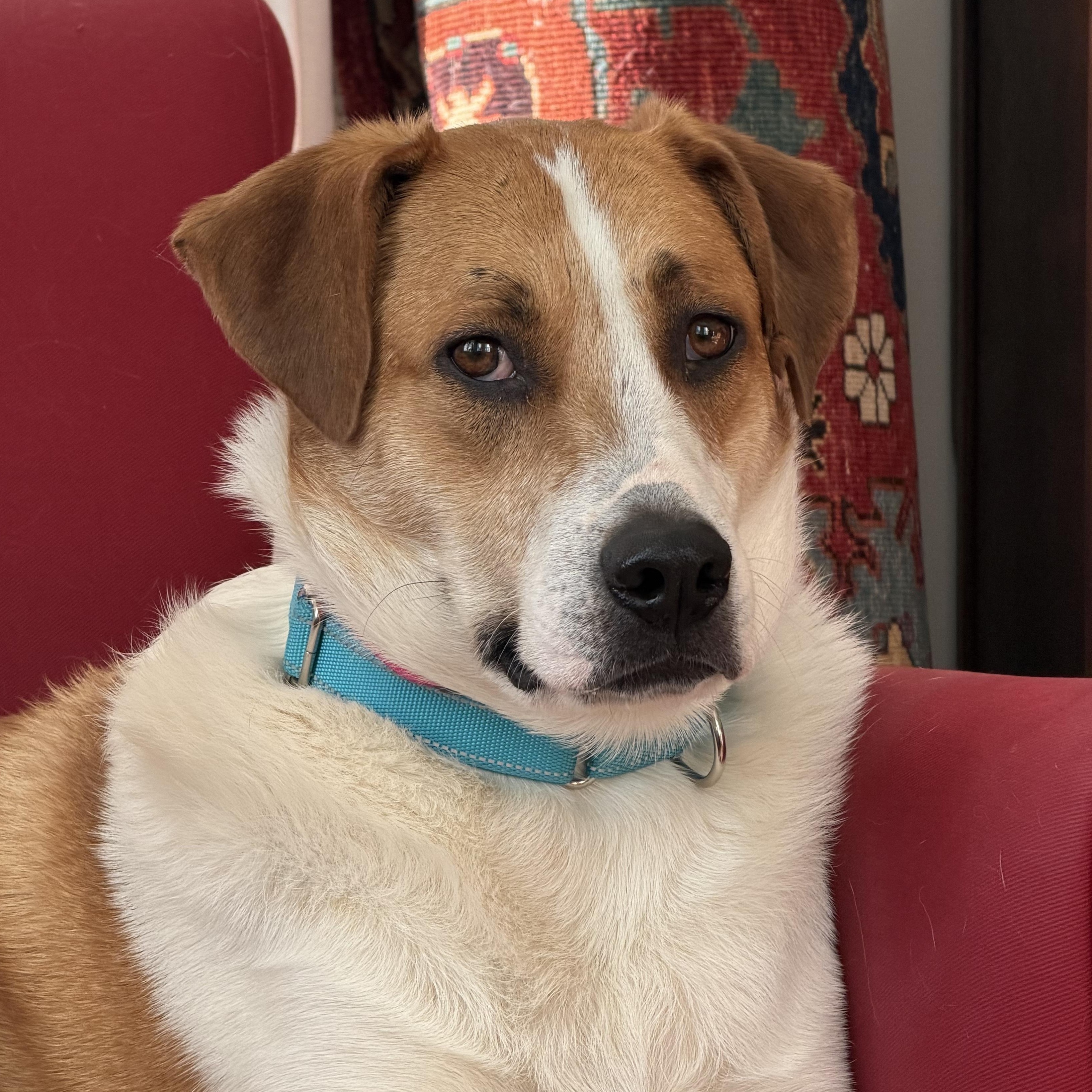 Cheerio Jasmine — thumbnail 5