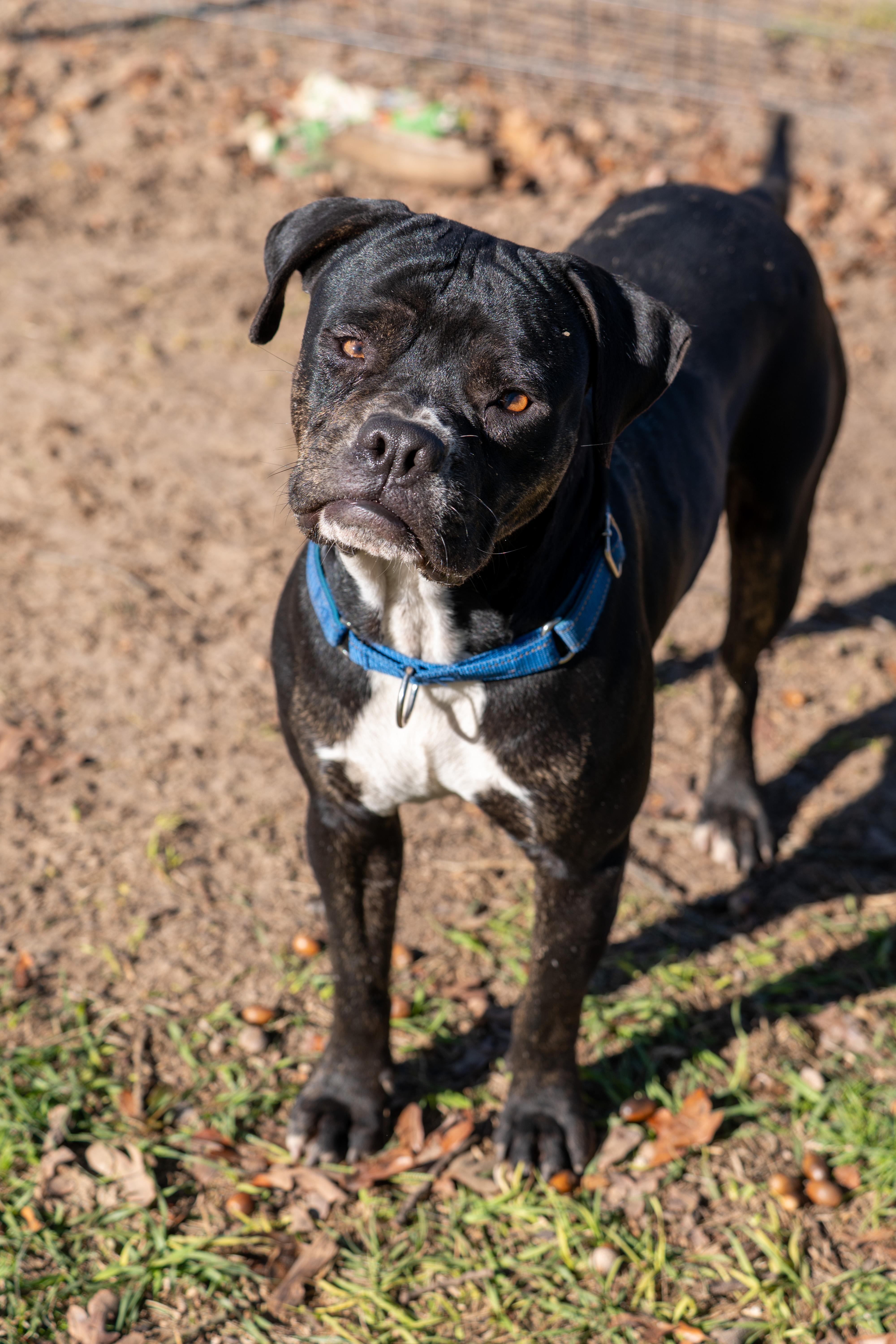 Chance, an adopted mixed breed in Tyler, TX image 5/6