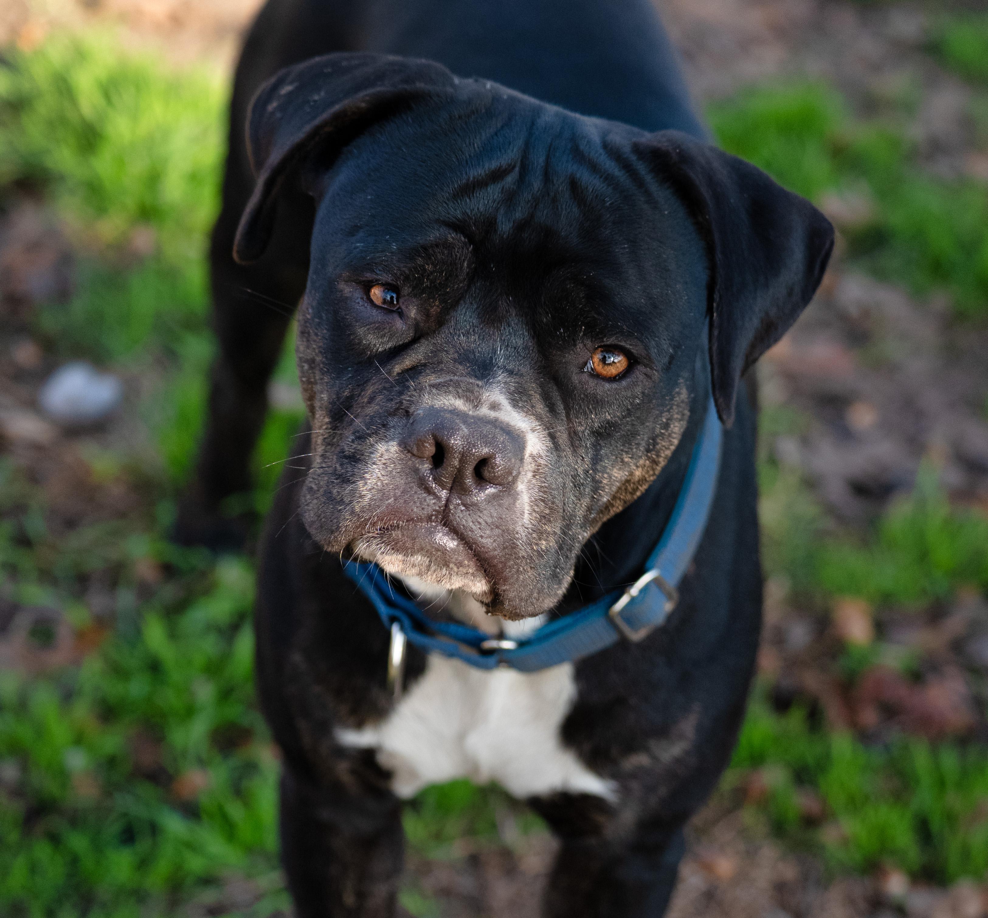 Chance, an adopted mixed breed in Tyler, TX image 3/6