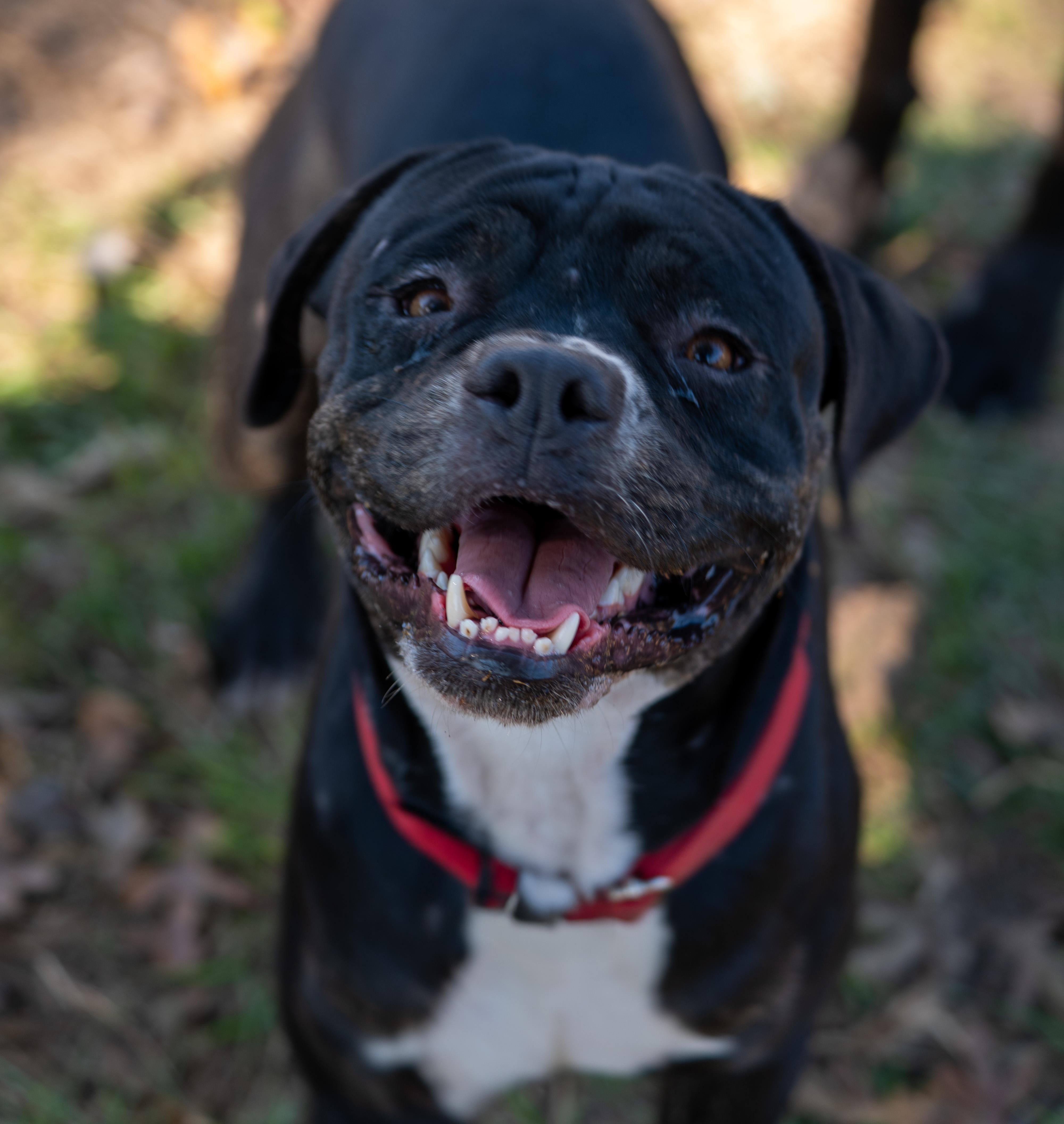 Chance, an adopted mixed breed in Tyler, TX image 1/6