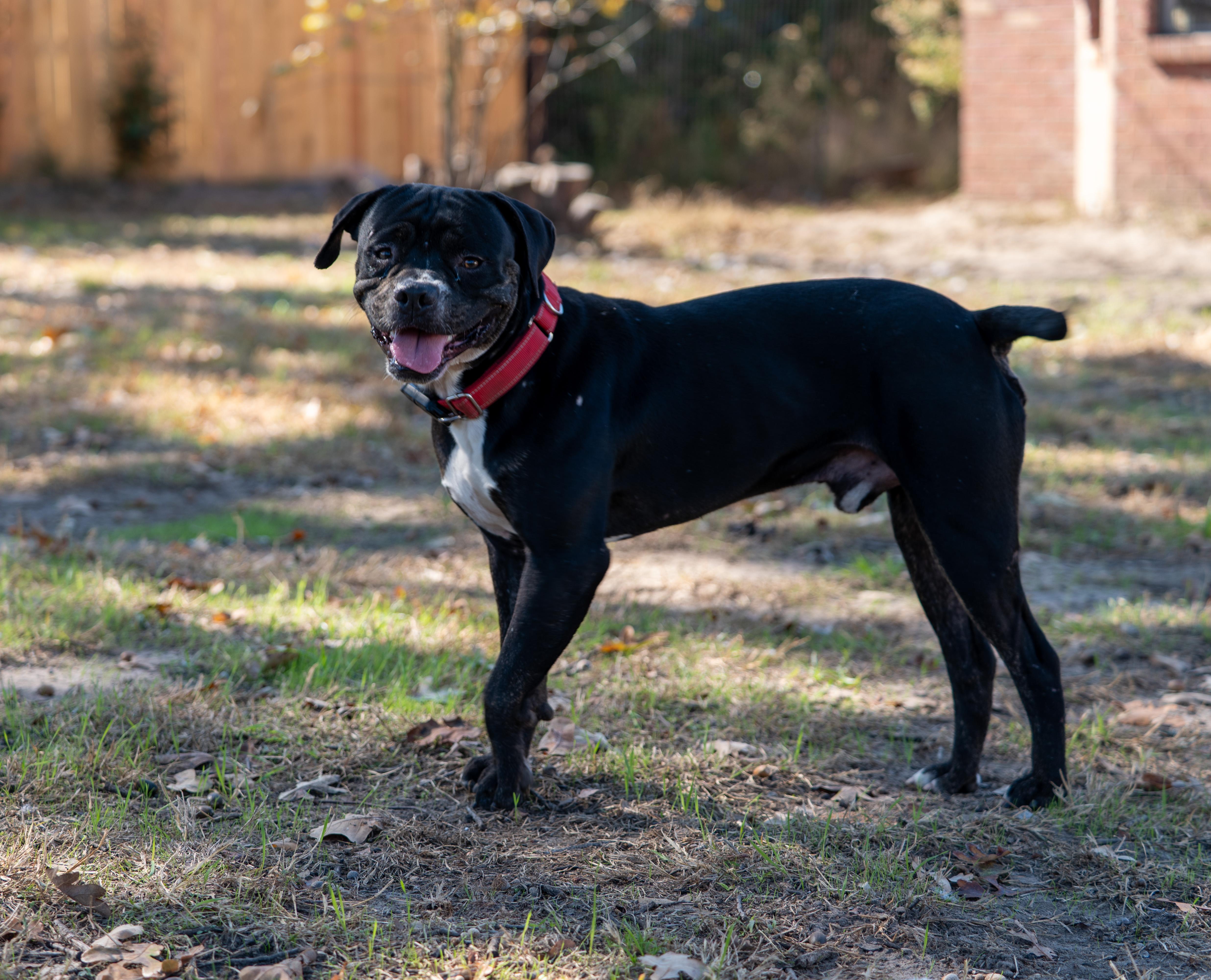 Chance, an adopted mixed breed in Tyler, TX image 4/6
