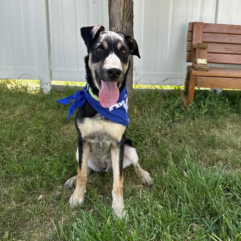 Easton, Adoptable, Puppy Male Shepherd.