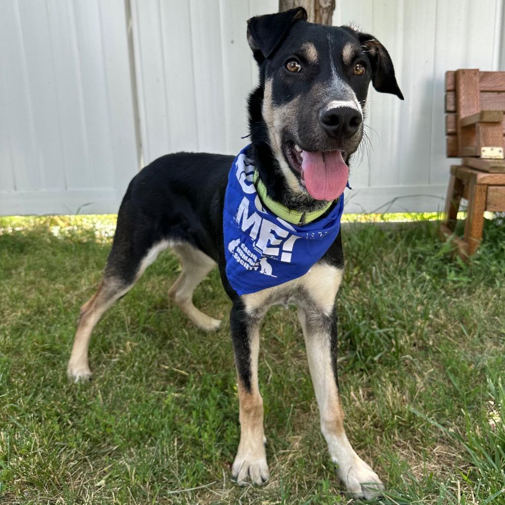 Enlarge Easton, a Adoptable mixed breed in Logan, UT image 2/2