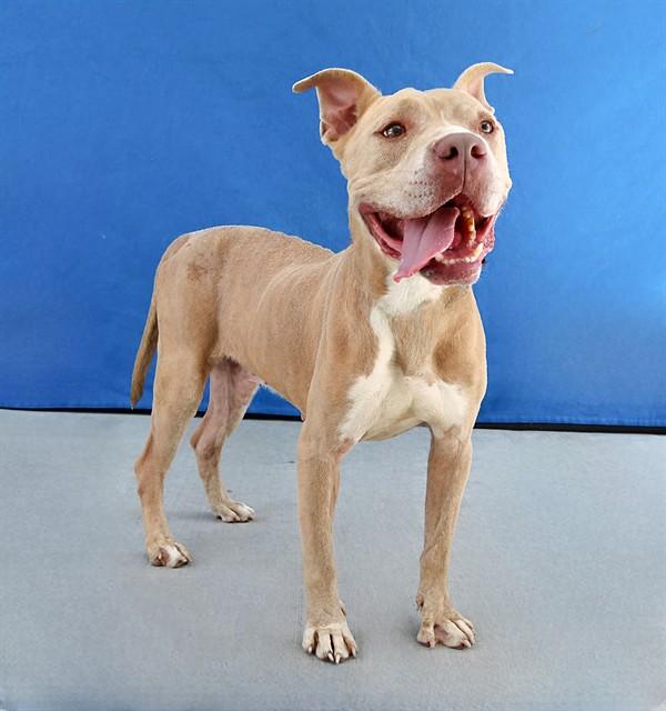 JACE, Adoptable, Adult Male Pit Bull Terrier.