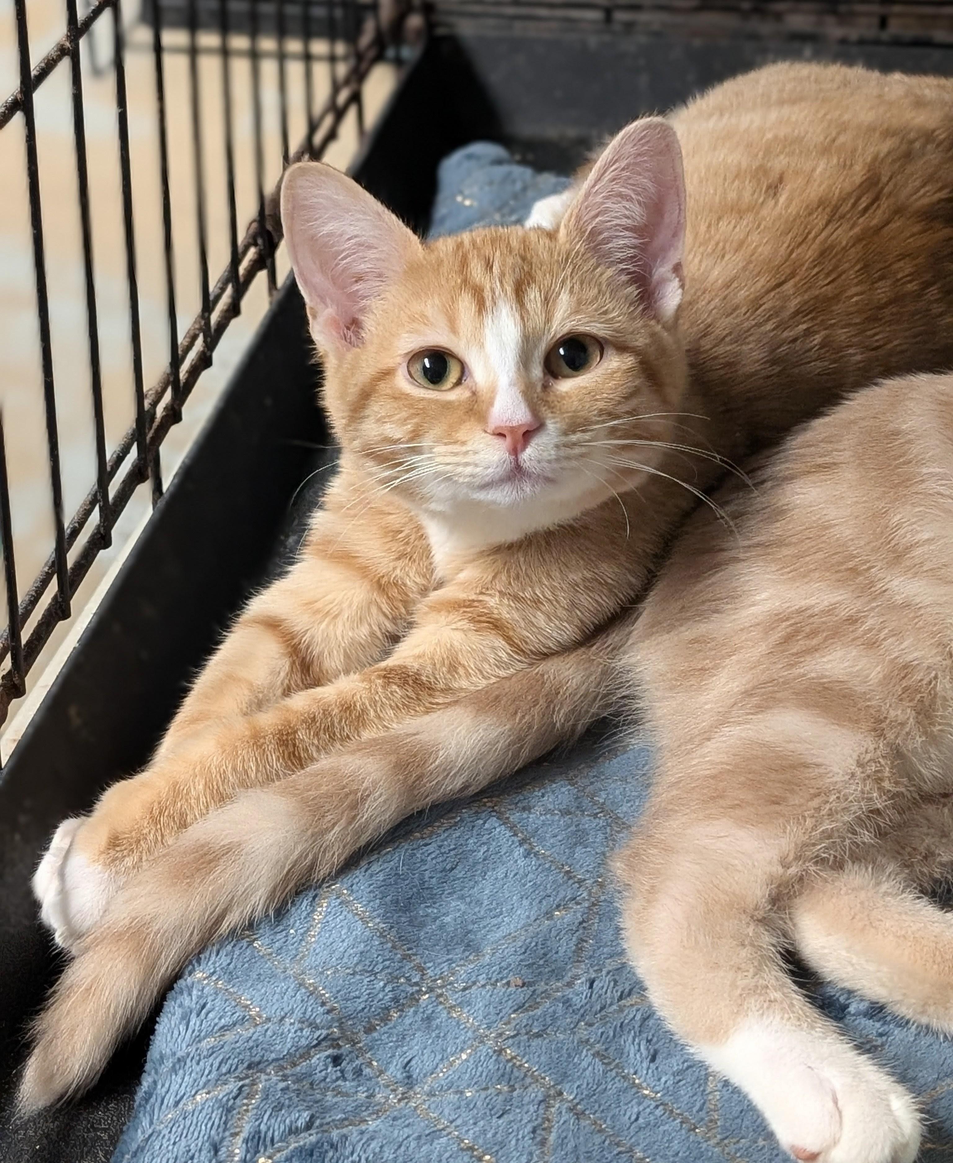 Orleans, adopted, Kitten Male Domestic Short Hair.