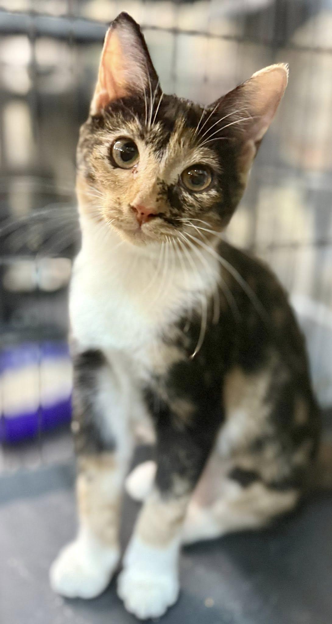 Gracelyn, a Adopted Domestic Short Hair in Jackson, GA image 2/2