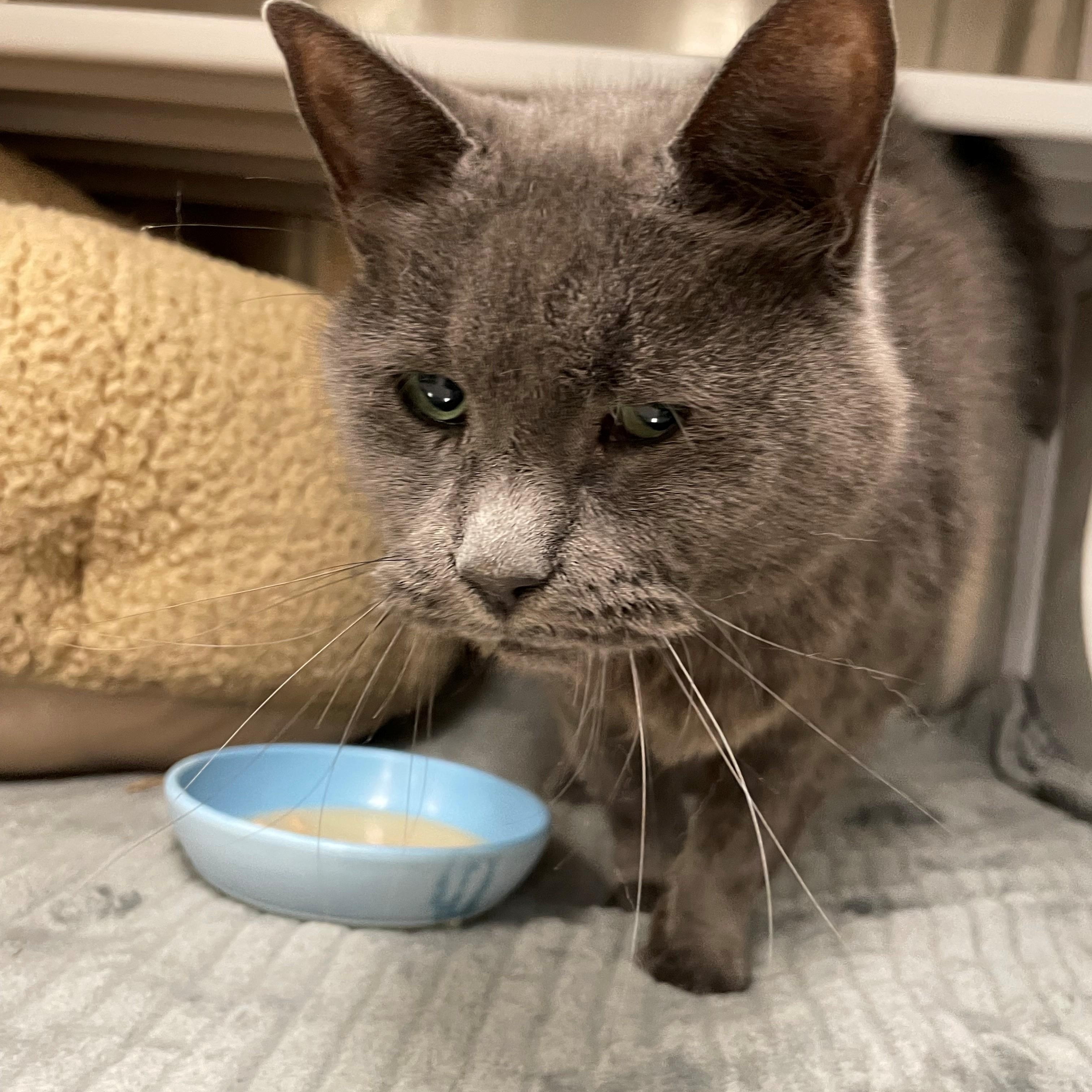 Enlarge GERTY, a Adopted Russian Blue in Gardner, MA image 1/1