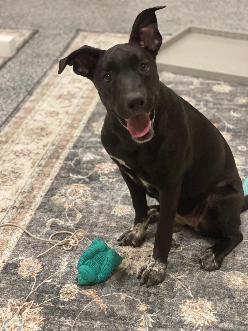 Enlarge Marbles - (Austin), a Adoptable mixed breed in Austin, TX image 5/6