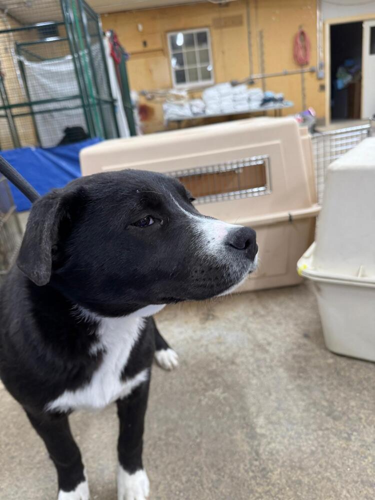 Enlarge Georgie, a Adoptable mixed breed in Calgary, AB image 2/2