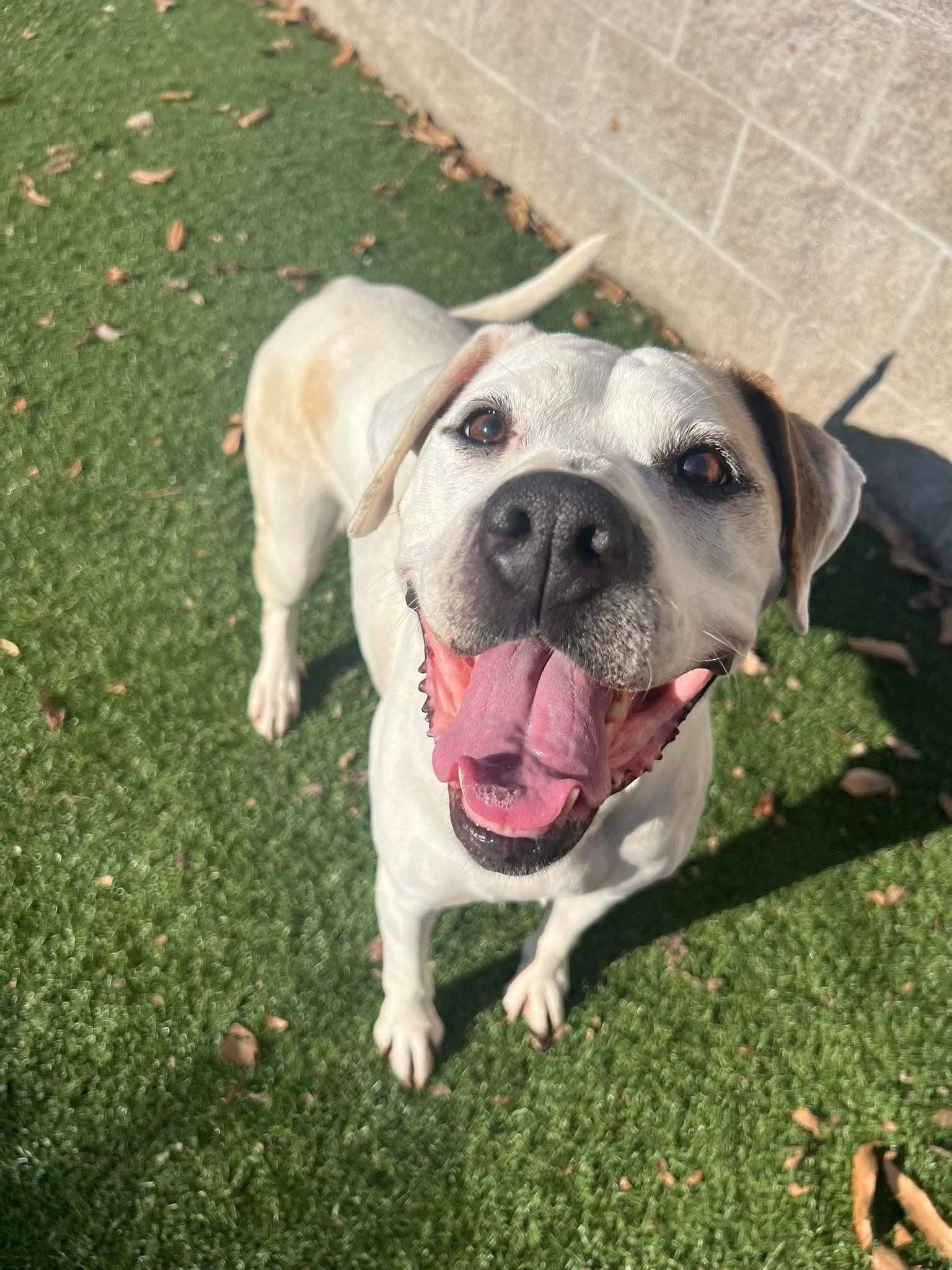 Enlarge AMETHYST, a Adoptable mixed breed in Nashville, TN image 3/4