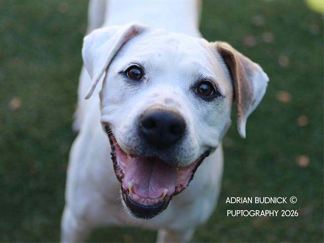 Enlarge AMETHYST, a Adoptable Mixed Breed in Nashville, TN image 1/2