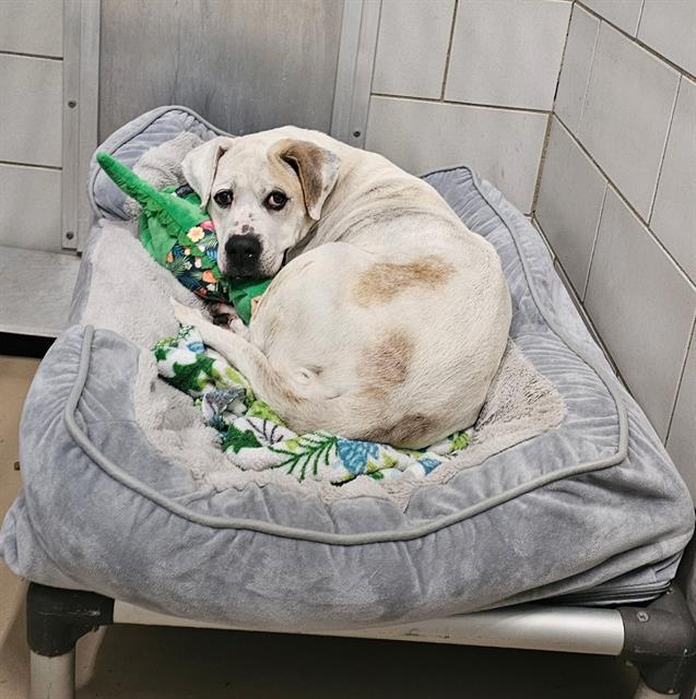 AMETHYST, Adoptable, Adult Female Mixed Breed.