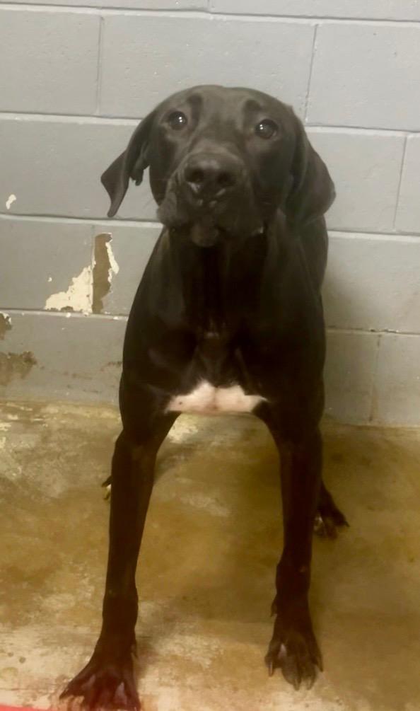 Enlarge Ronin, a Adopted Labrador Retriever in North Vernon, IN image 1/1