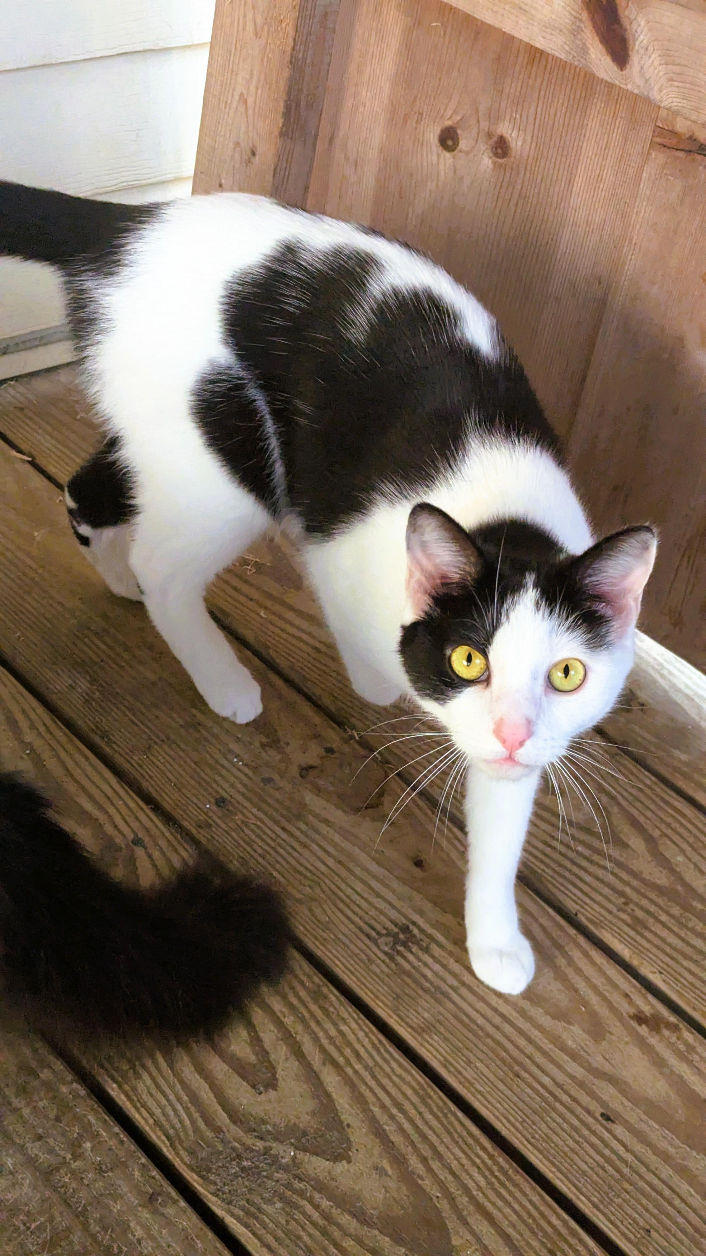 Enlarge Chickadee, a Adoptable American Shorthair in Morgantown, WV image 3/6