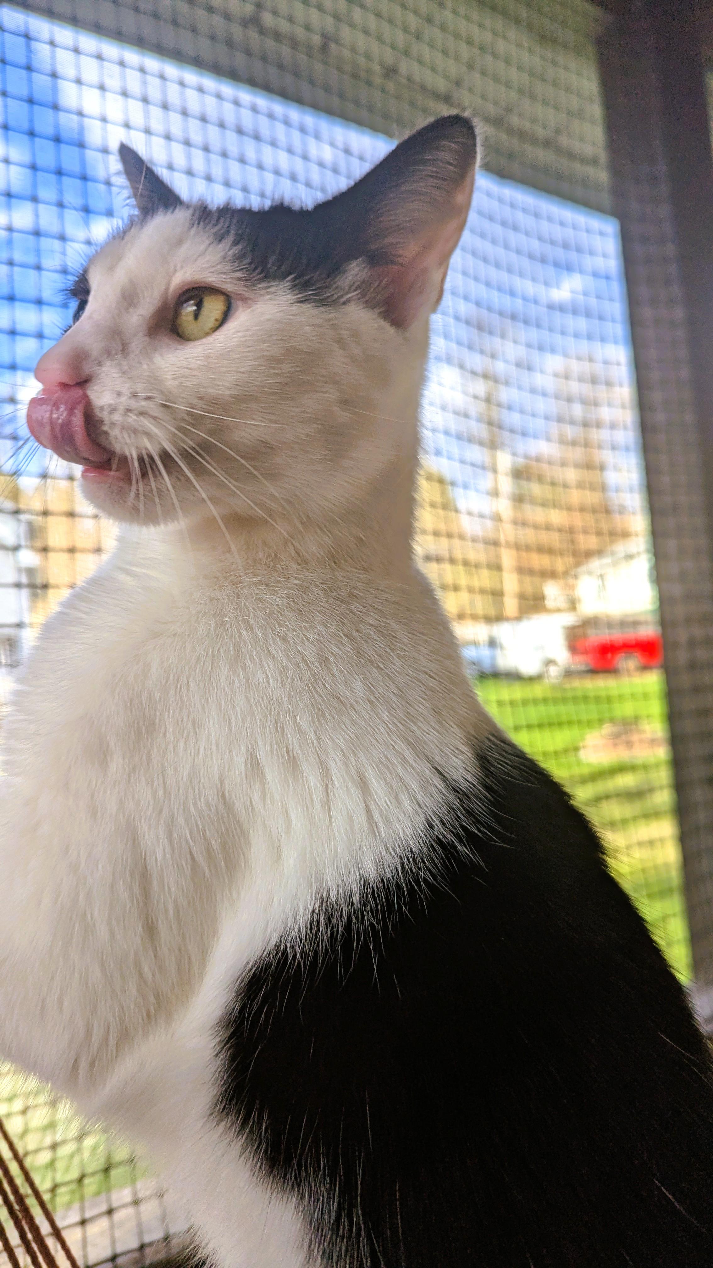 Enlarge Chickadee, a Adoptable American Shorthair in Morgantown, WV image 2/6