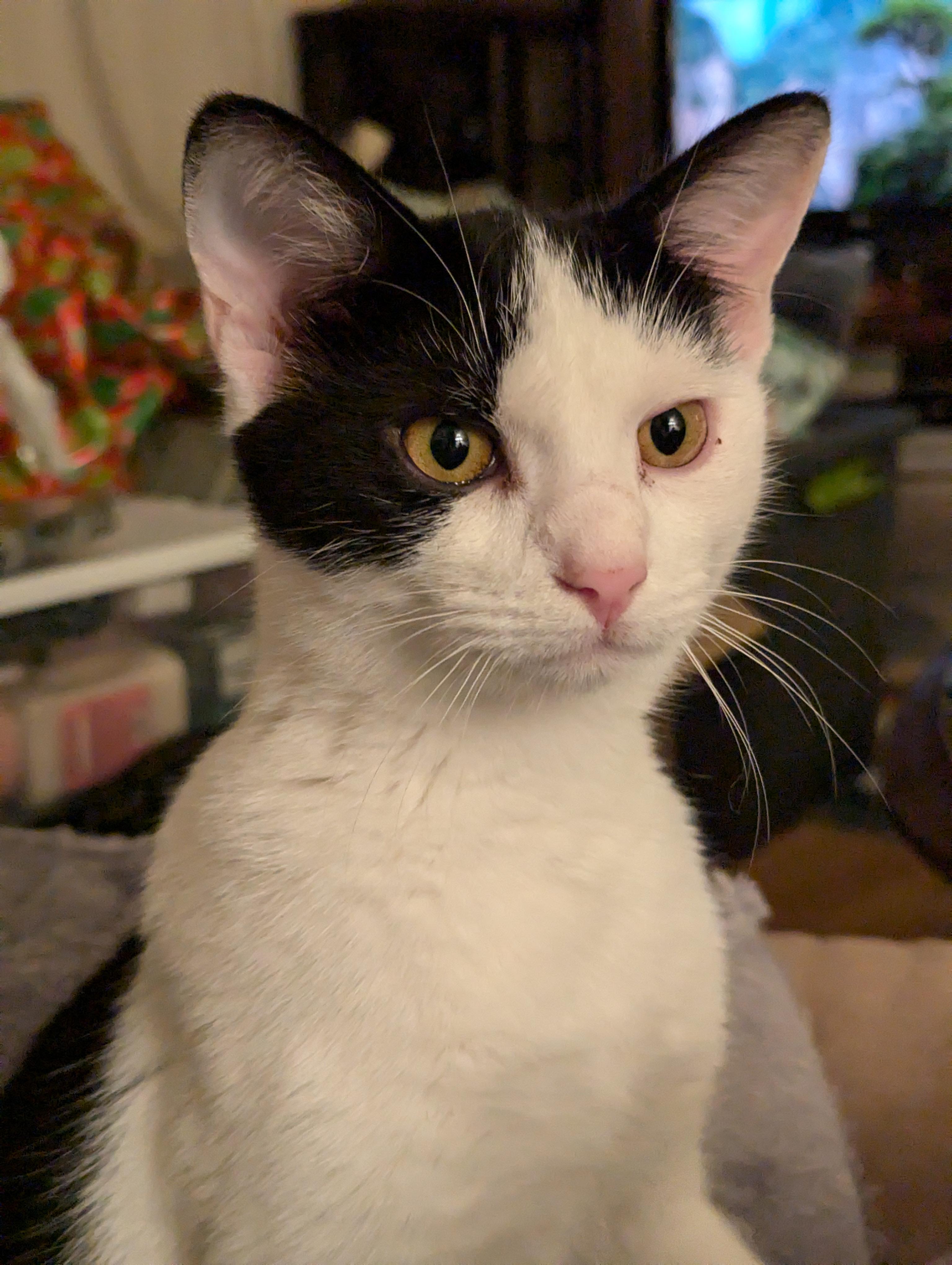 Enlarge Chickadee, a Adoptable American Shorthair in Morgantown, WV image 5/6