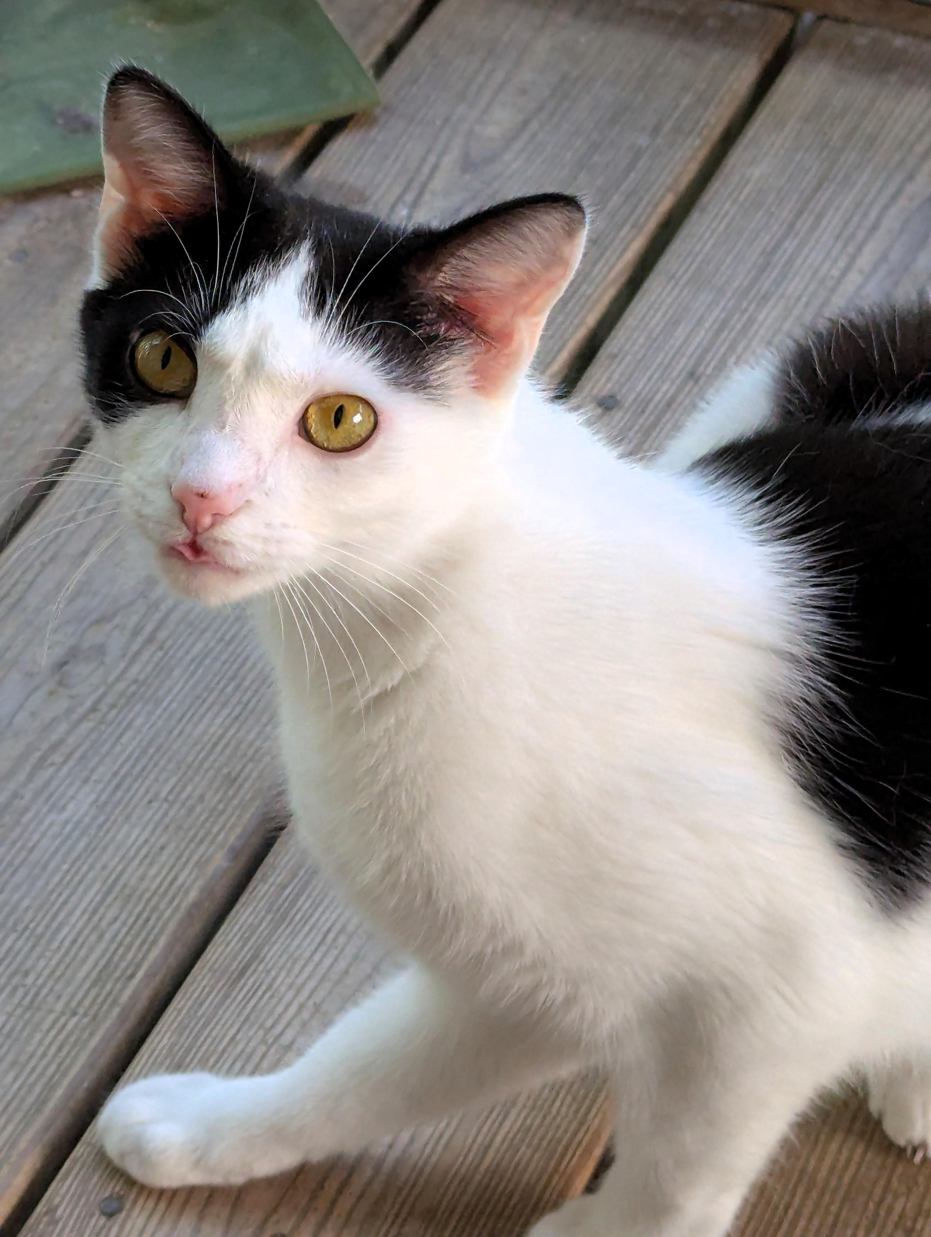 Chickadee, Young Female American Shorthair