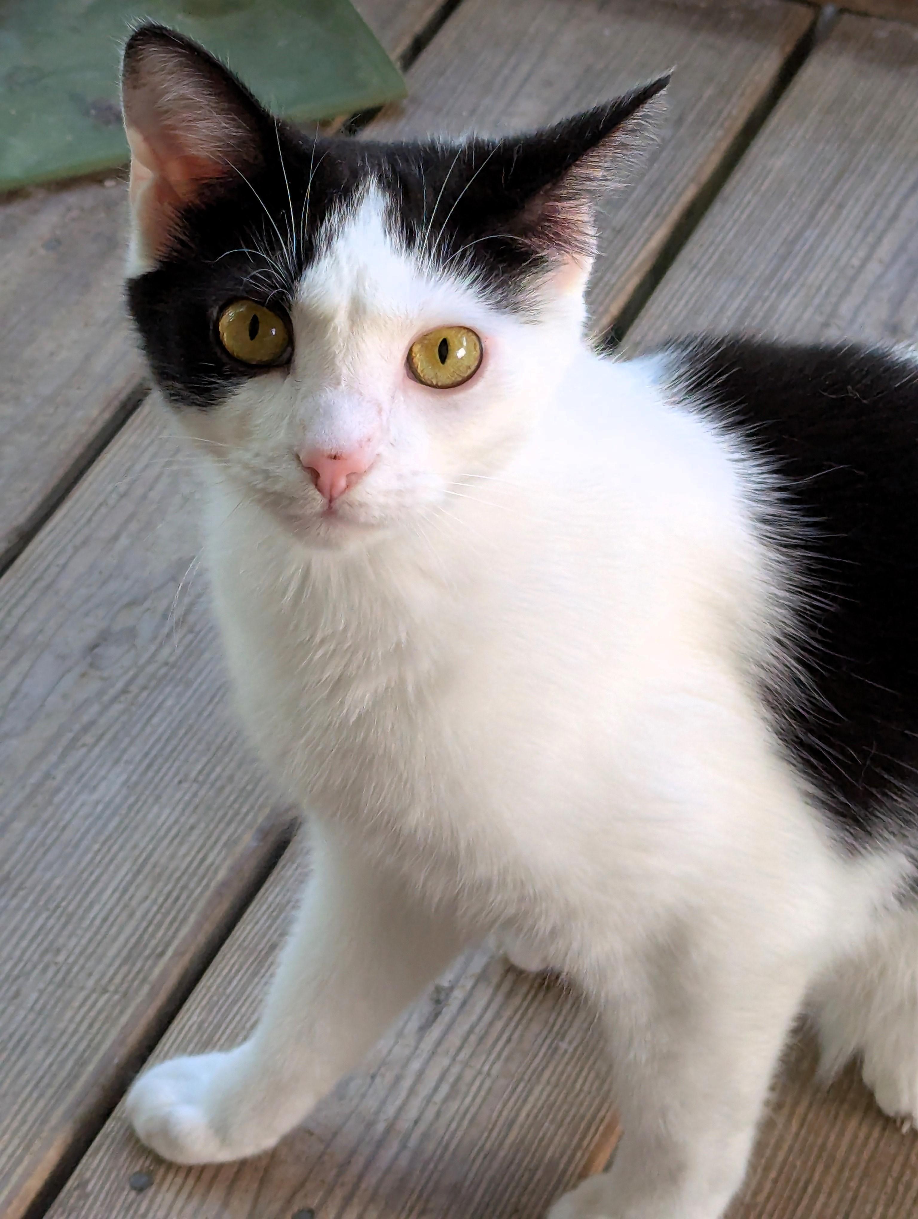 Enlarge Chickadee, a Adoptable American Shorthair in Morgantown, WV image 1/6