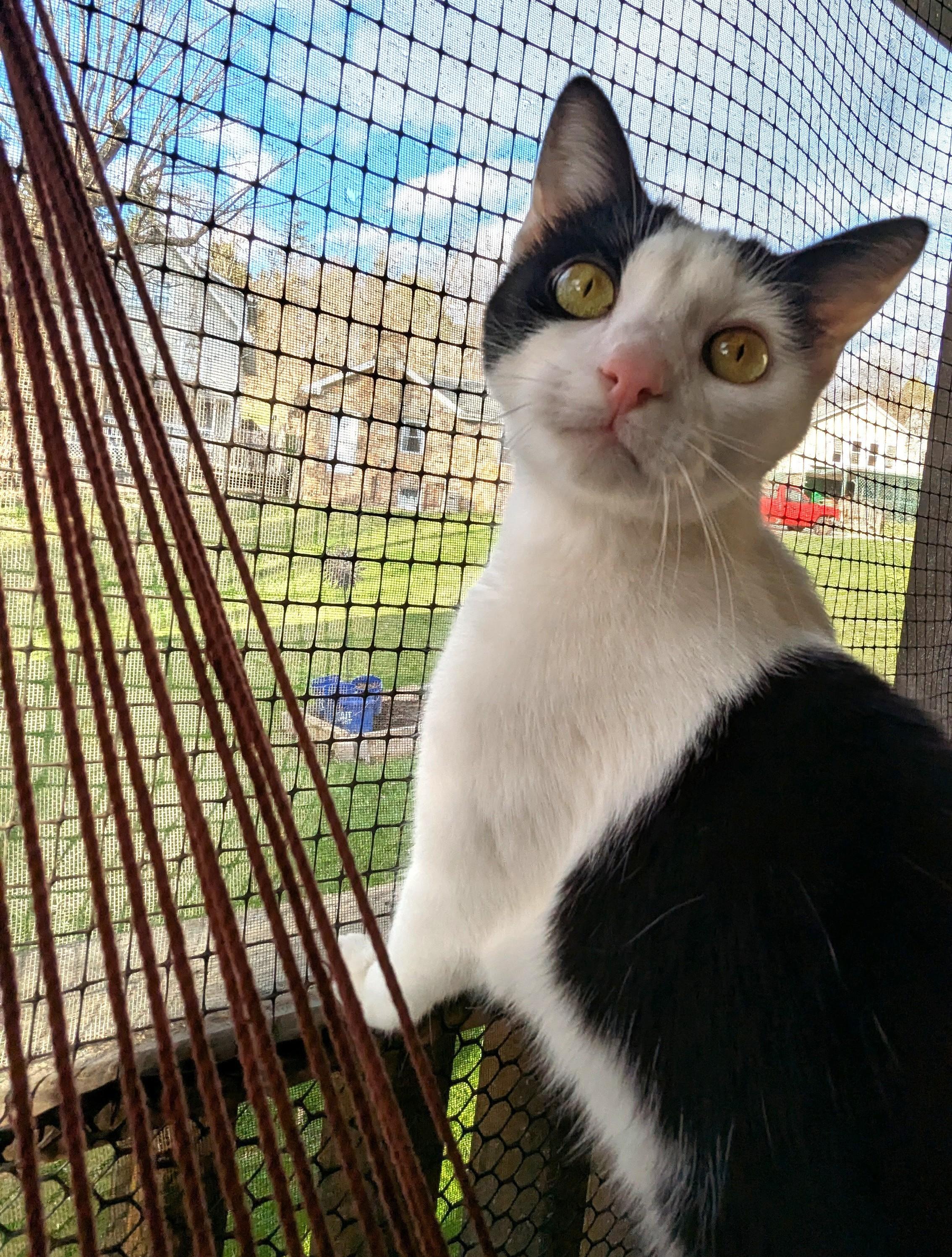 Chickadee, Adoptable, Young Female American Shorthair.