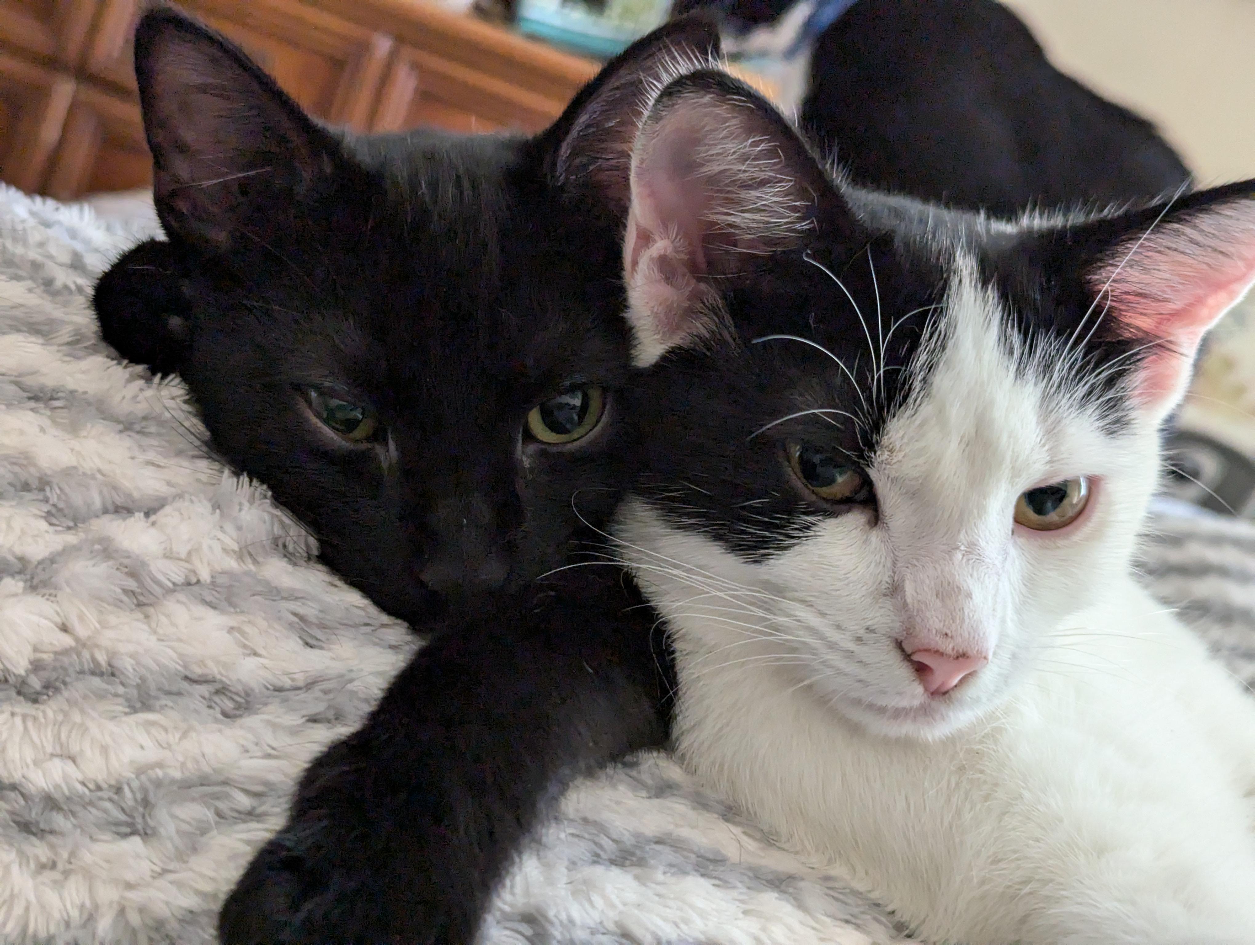 Enlarge Chickadee, a Adoptable American Shorthair in Morgantown, WV image 6/6