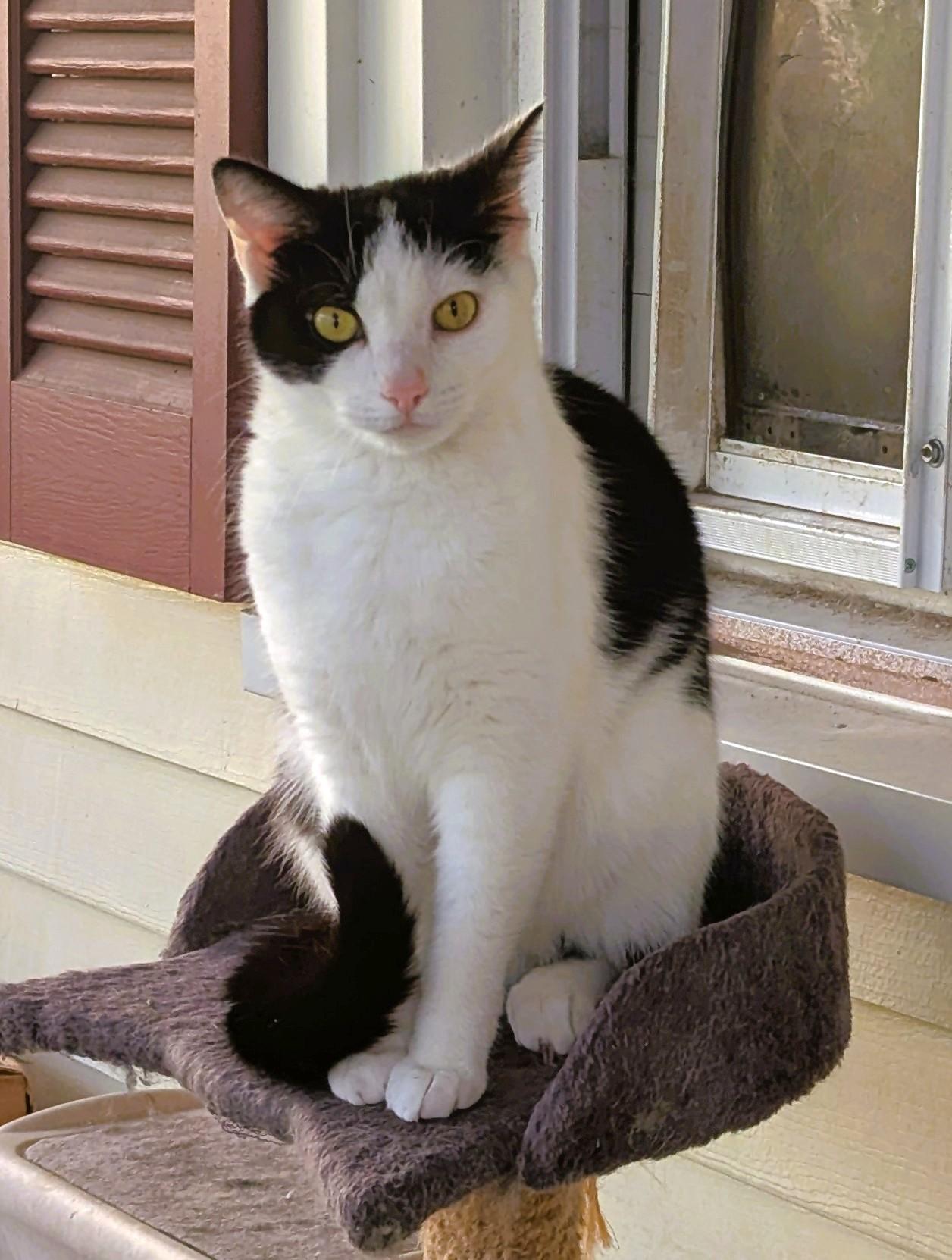 Enlarge Chickadee, a Adoptable American Shorthair in Morgantown, WV image 4/6