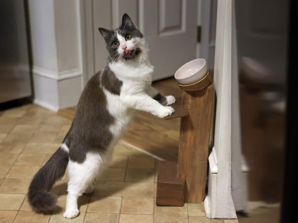 Breezy, Adoptable, Young Female Domestic Medium Hair & Domestic Medium Hair (Gray & White).