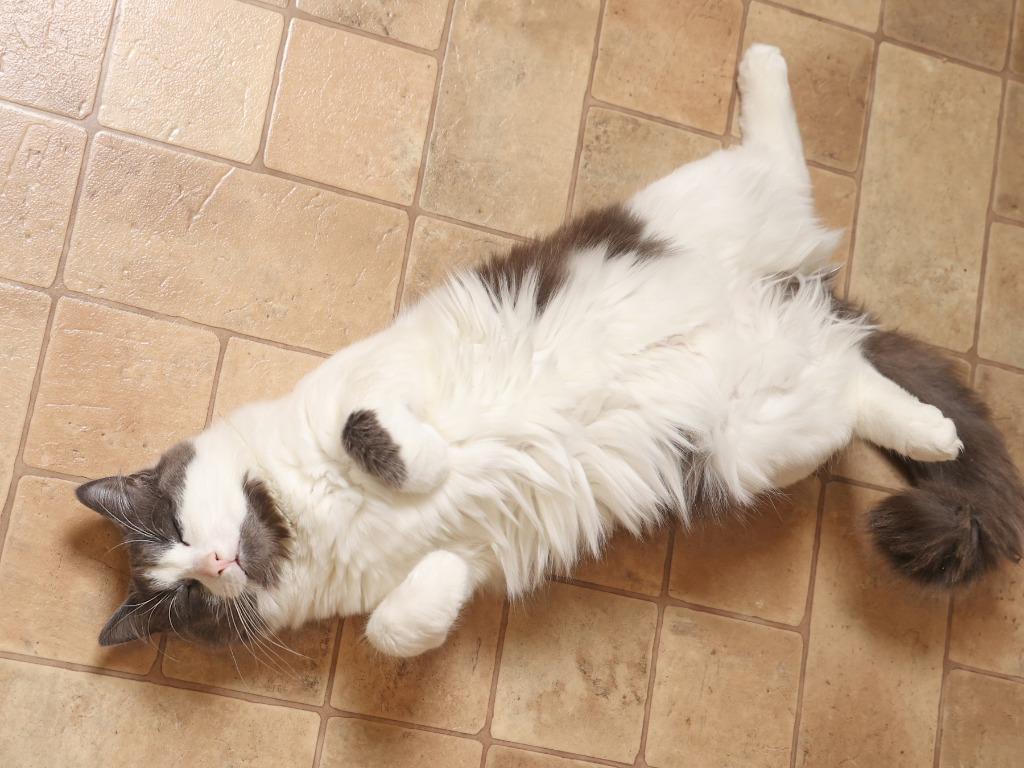 Enlarge Breezy, a Adoptable mixed breed in Raleigh, NC image 1/4