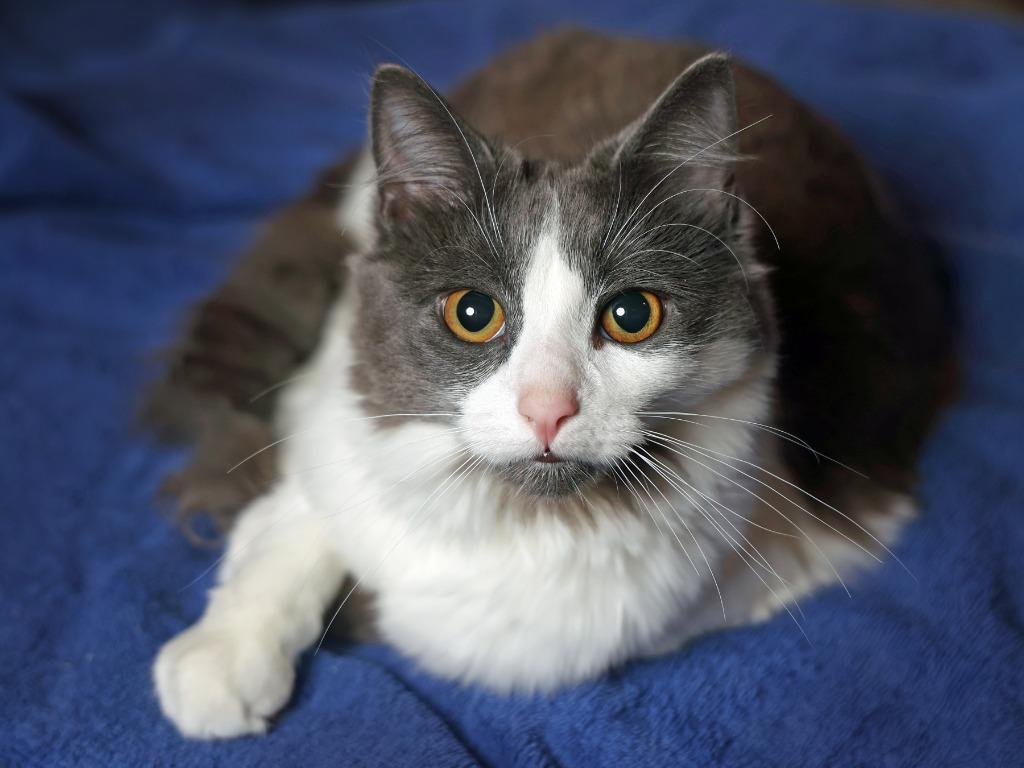 Enlarge Breezy, a Adoptable mixed breed in Raleigh, NC image 2/4