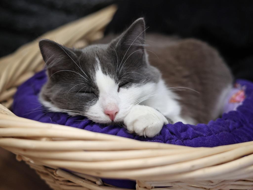 Enlarge Breezy, a Adoptable mixed breed in Raleigh, NC image 4/4