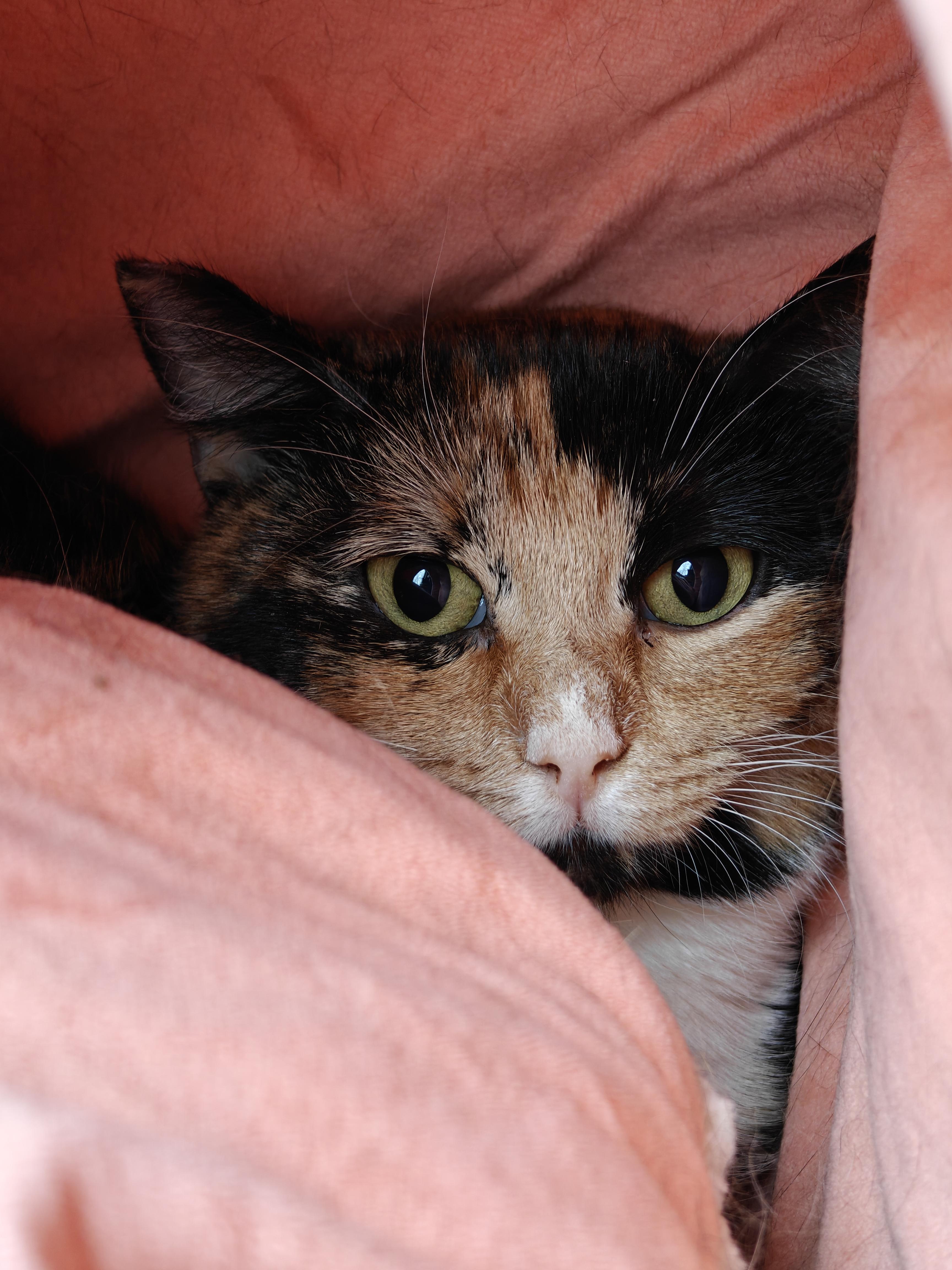 Enlarge Tara , a ADOPTABLE Domestic Short Hair in New Britain, CT image 2/5