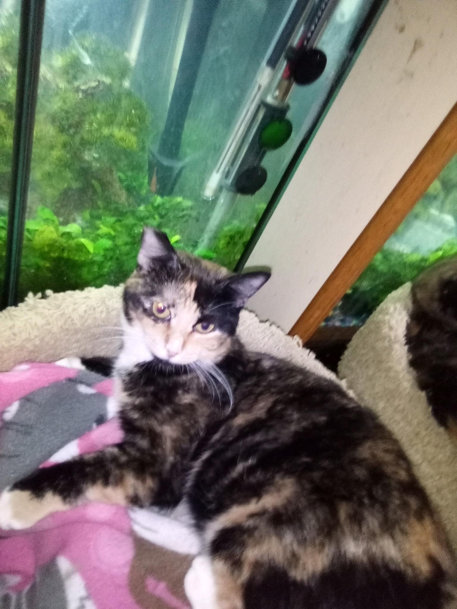 Enlarge Tara , a ADOPTABLE Domestic Short Hair in New Britain, CT image 5/5