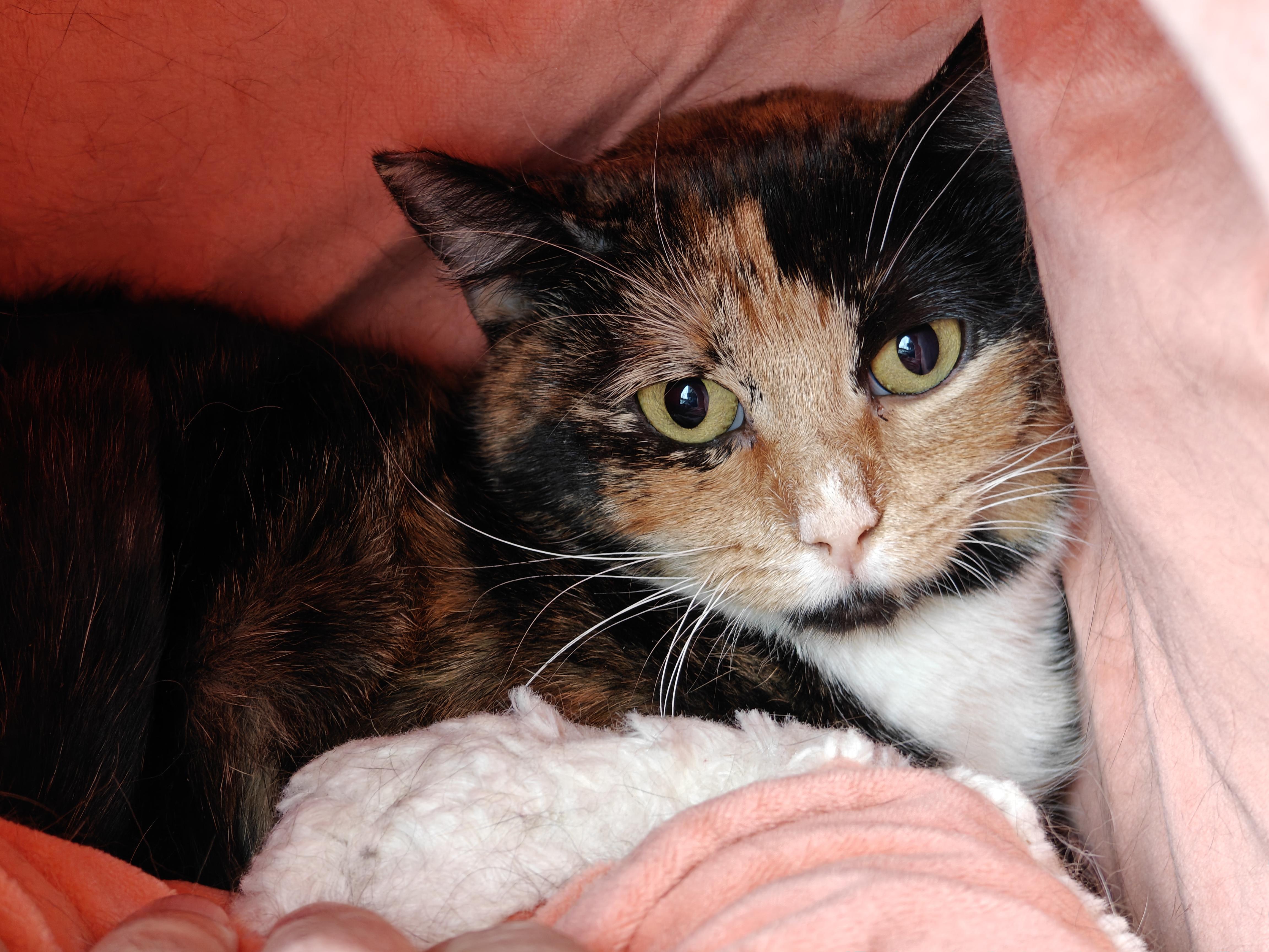 Tara , ADOPTABLE, Young Female Domestic Short Hair.