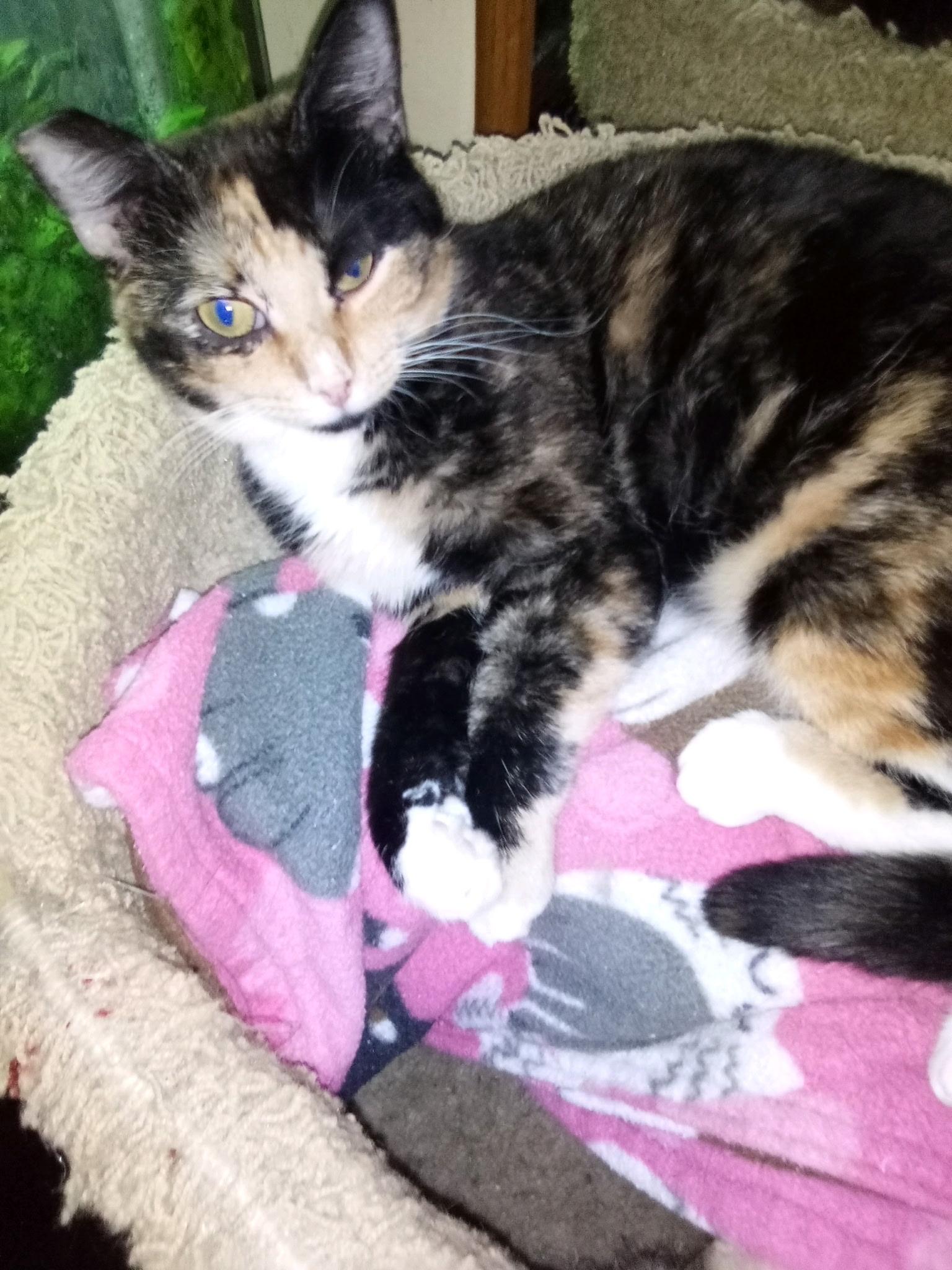 Enlarge Tara , a ADOPTABLE Domestic Short Hair in New Britain, CT image 4/5