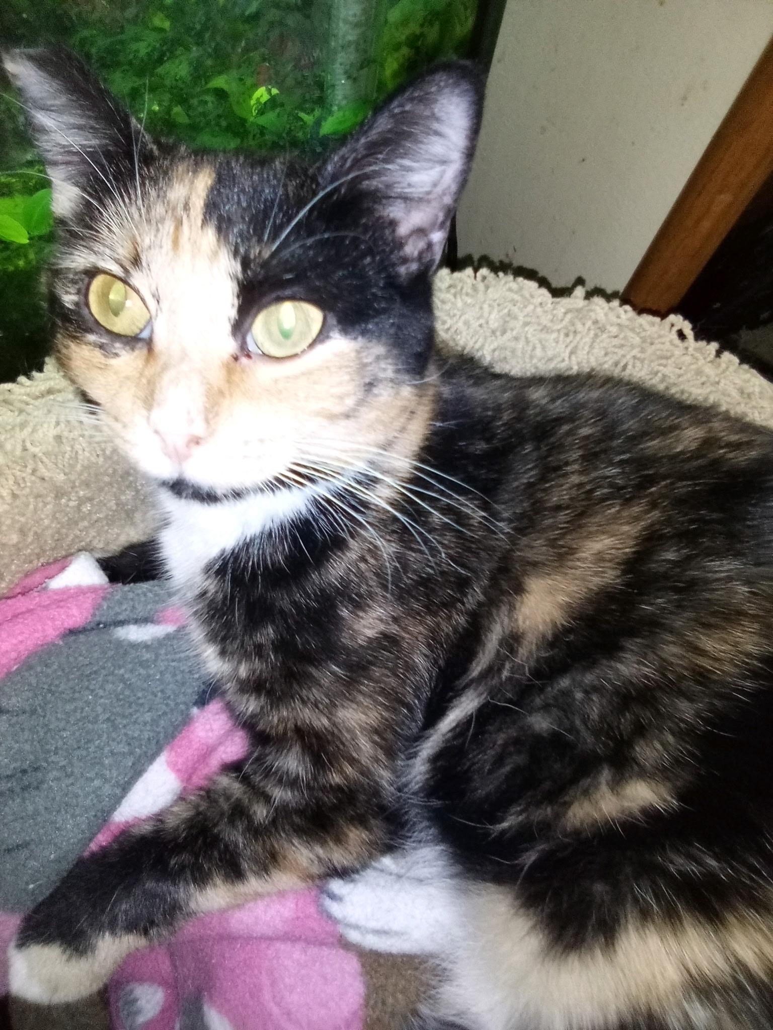 Enlarge Tara , a ADOPTABLE Domestic Short Hair in New Britain, CT image 3/5