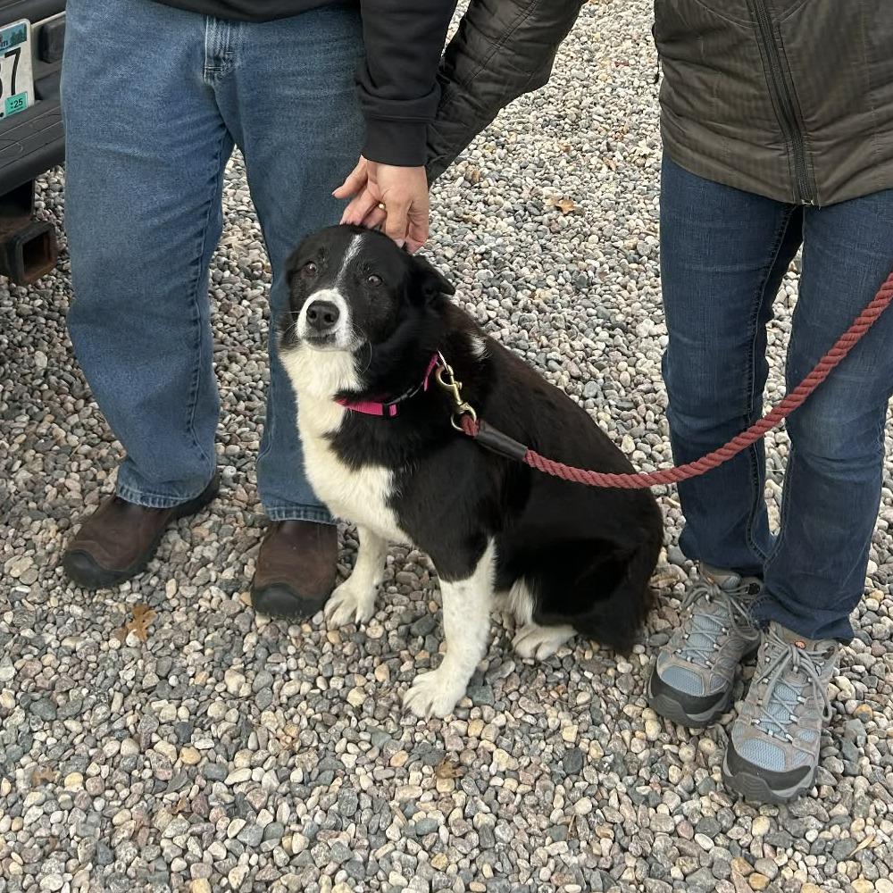 Lassie, Adoptable, Senior Female Border Collie & Australian Shepherd.