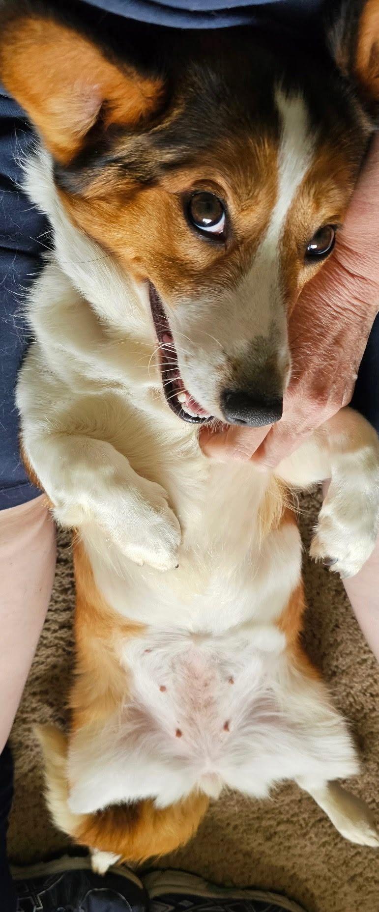 Enlarge Shy, a ADOPTABLE mixed breed in East Sparta, OH image 5/5