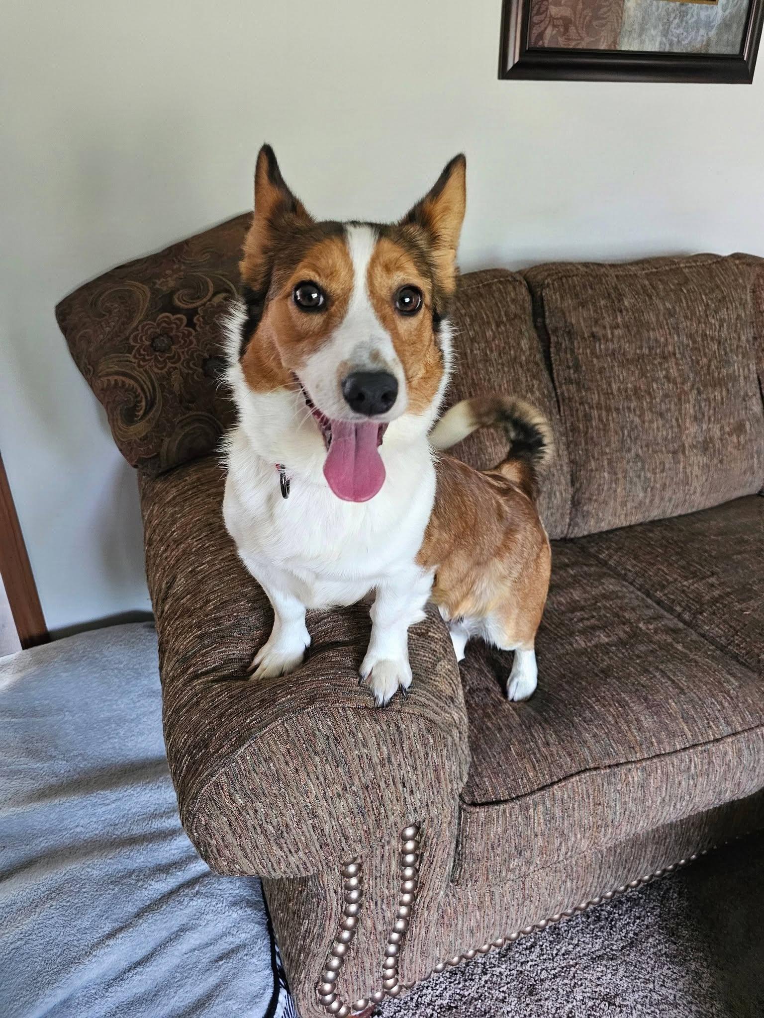Enlarge Shy, a ADOPTABLE mixed breed in East Sparta, OH image 3/5